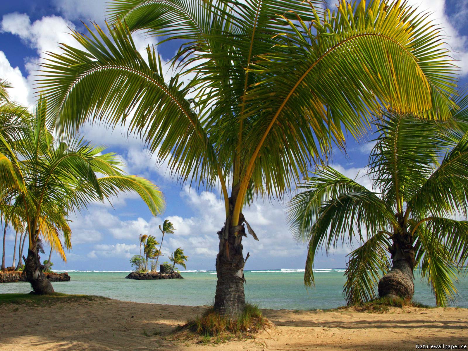 Скачати мобільні шпалери Пальма, Земля, Острів, Тропічний безкоштовно.