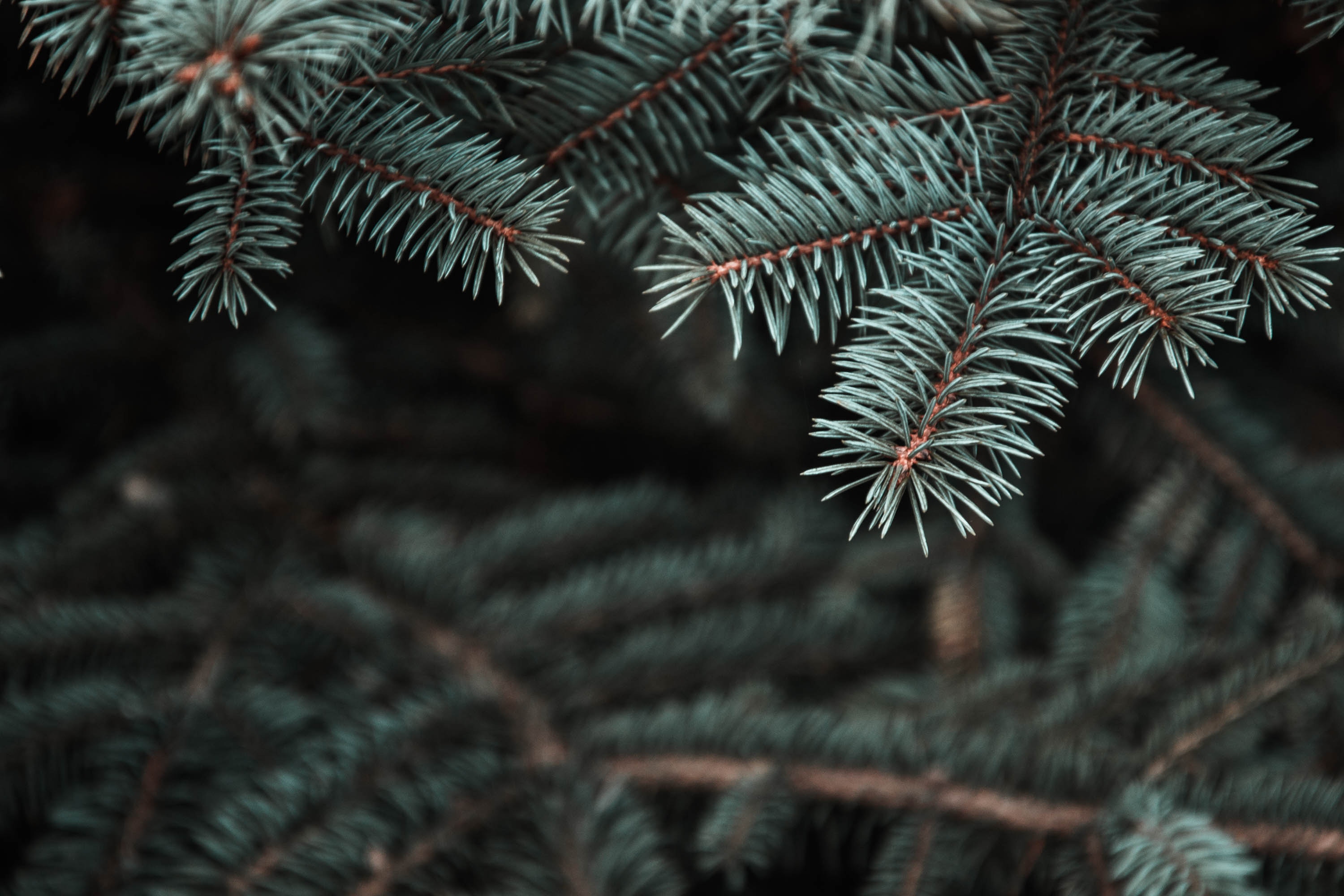 needle, pine, macro, blur, smooth, branch, christmas tree, thorns, prickles