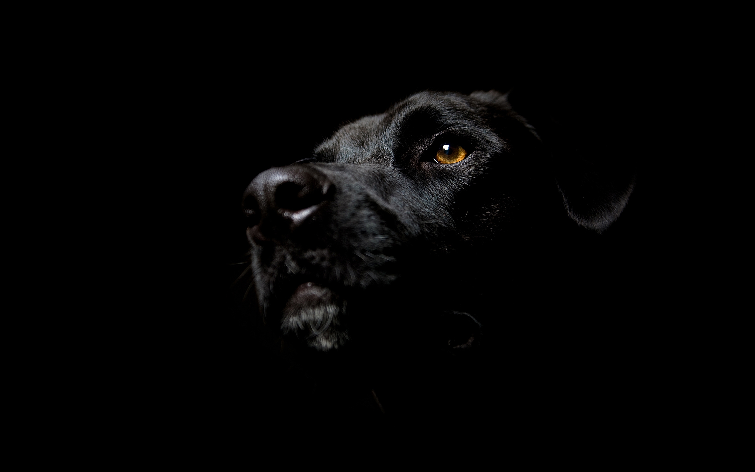 33007 descargar fondo de pantalla perros, animales, negro: protectores de pantalla e imágenes gratis