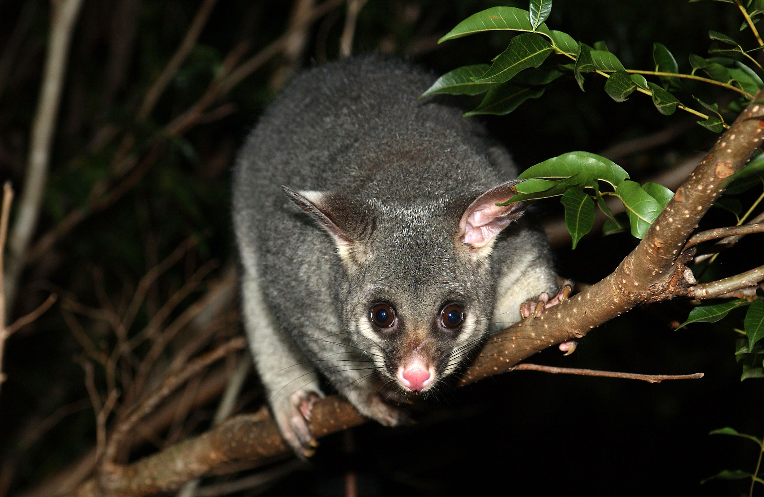 744939 télécharger l'image animaux, opossum, australie, possum brushtail, marsupial - fonds d'écran et économiseurs d'écran gratuits