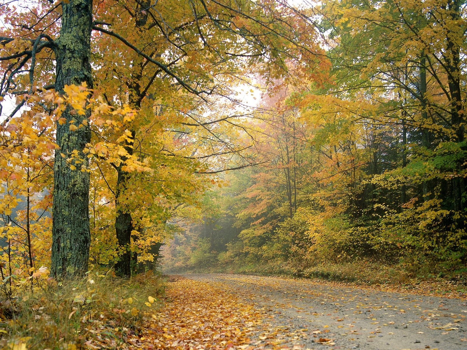 PCデスクトップに風景, 木, 道路, 秋画像を無料でダウンロード