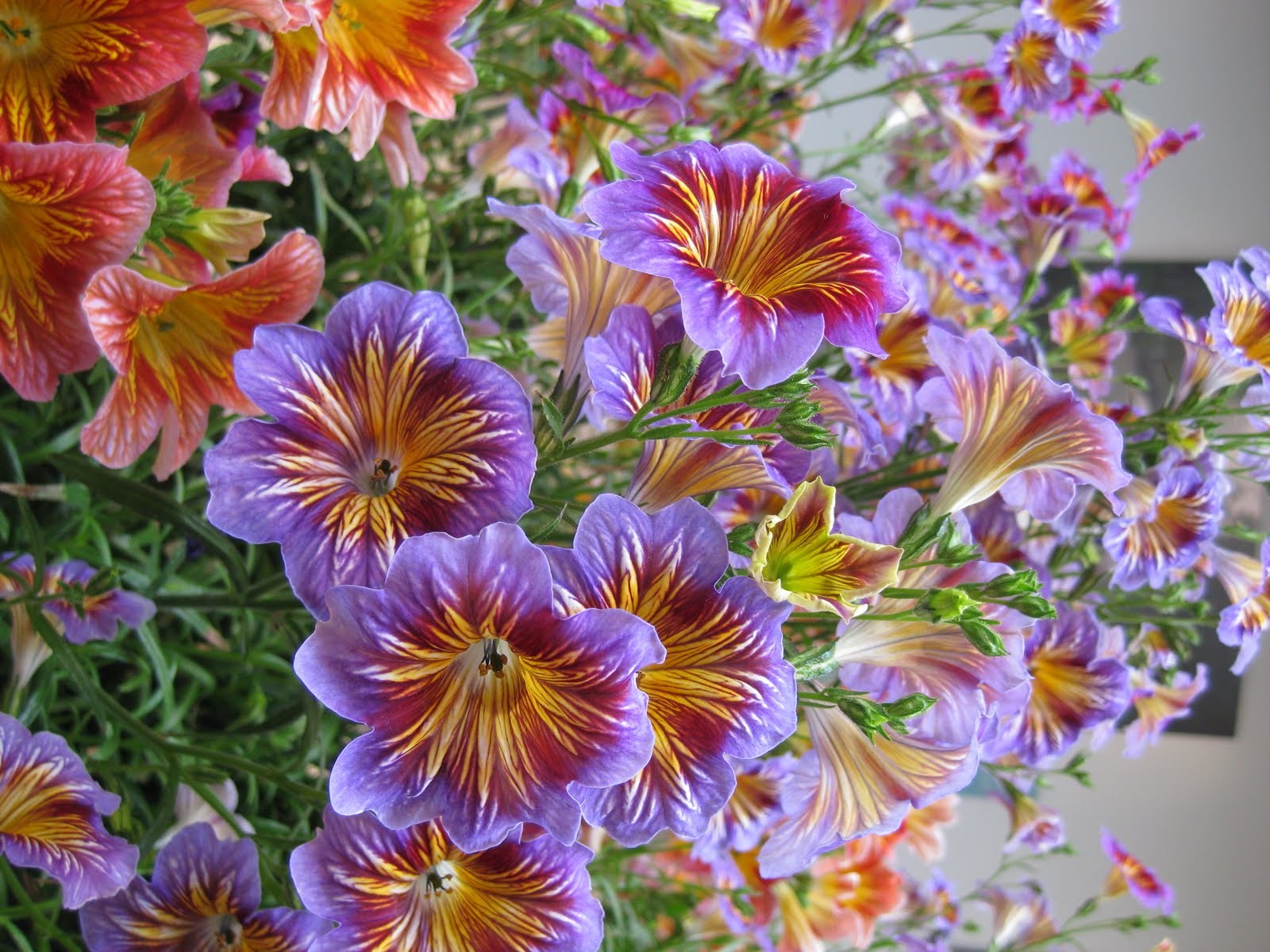 Free download wallpaper Flowers, Flower, Earth, Colors, Colorful, Purple Flower on your PC desktop