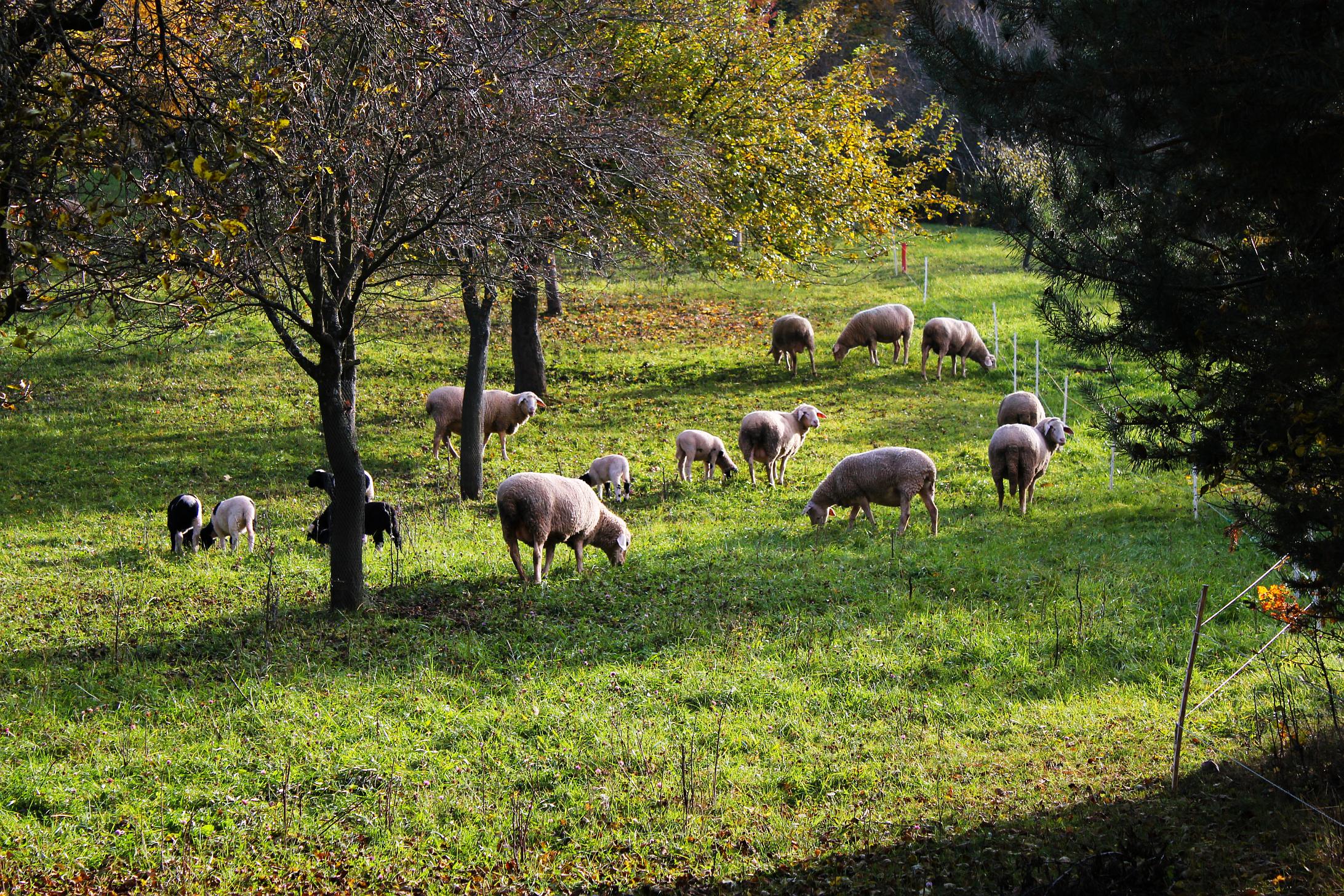 sheep, animal lock screen backgrounds