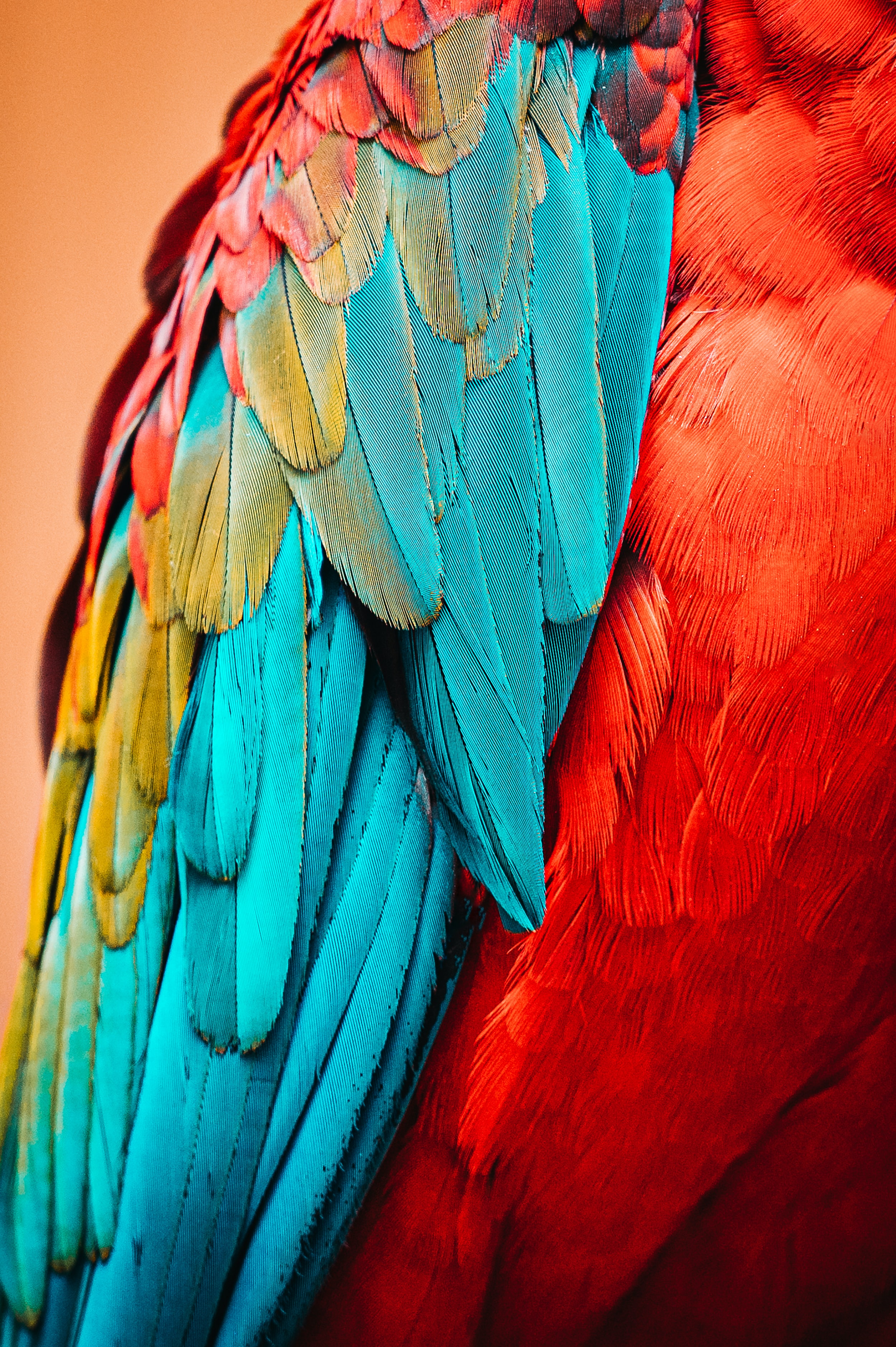 feather, parrots, animals, macro, bird HD wallpaper