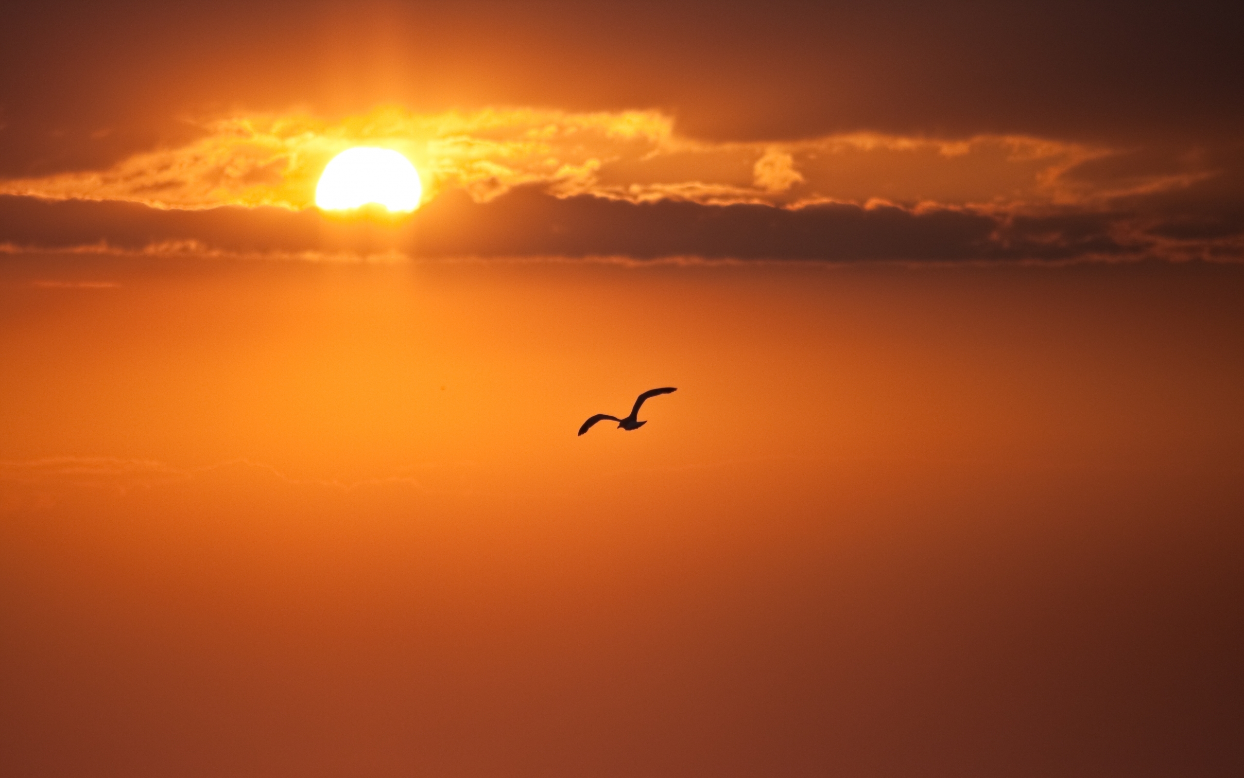 Laden Sie das Sunset, Tiere, Vögel-Bild kostenlos auf Ihren PC-Desktop herunter