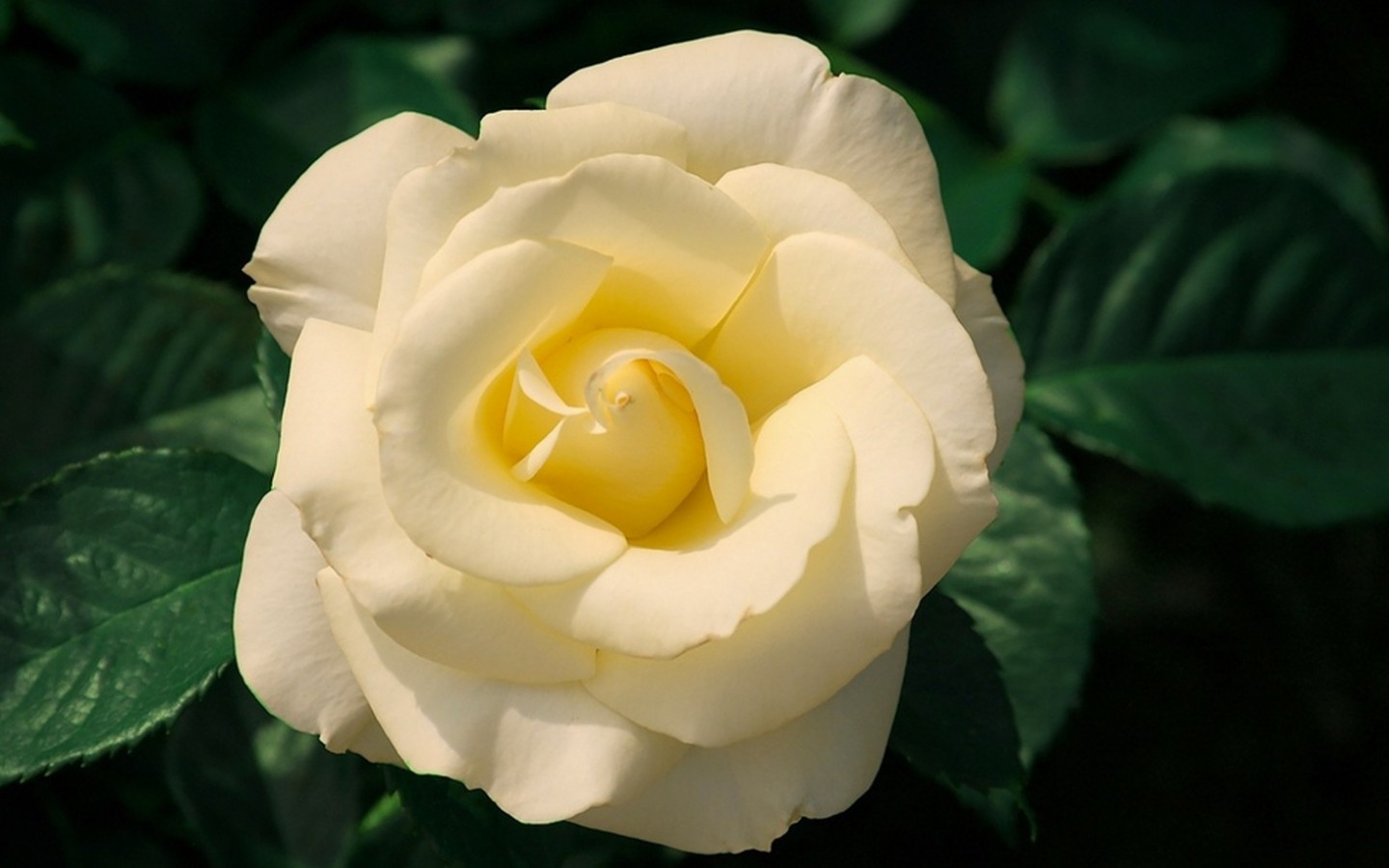 385374 скачать обои белый цветок, белая роза, земля/природа, роза, цветок, листва, флауэрсы - заставки и картинки бесплатно