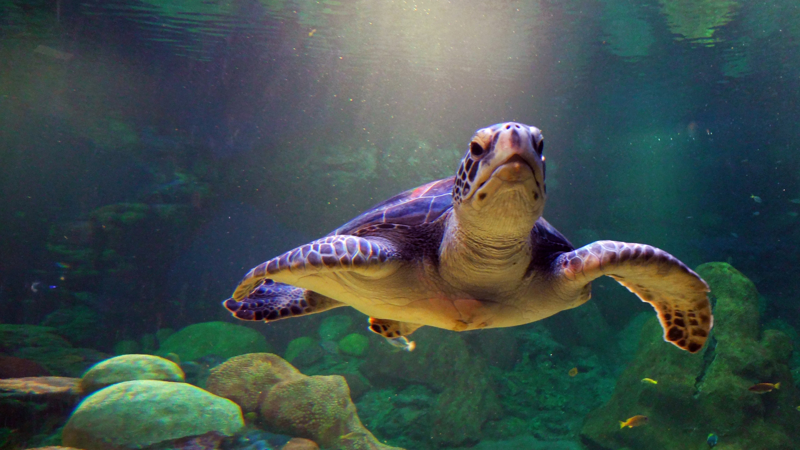 331221 descargar imagen tortuga marina, animales, tortuga, tortugas: fondos de pantalla y protectores de pantalla gratis