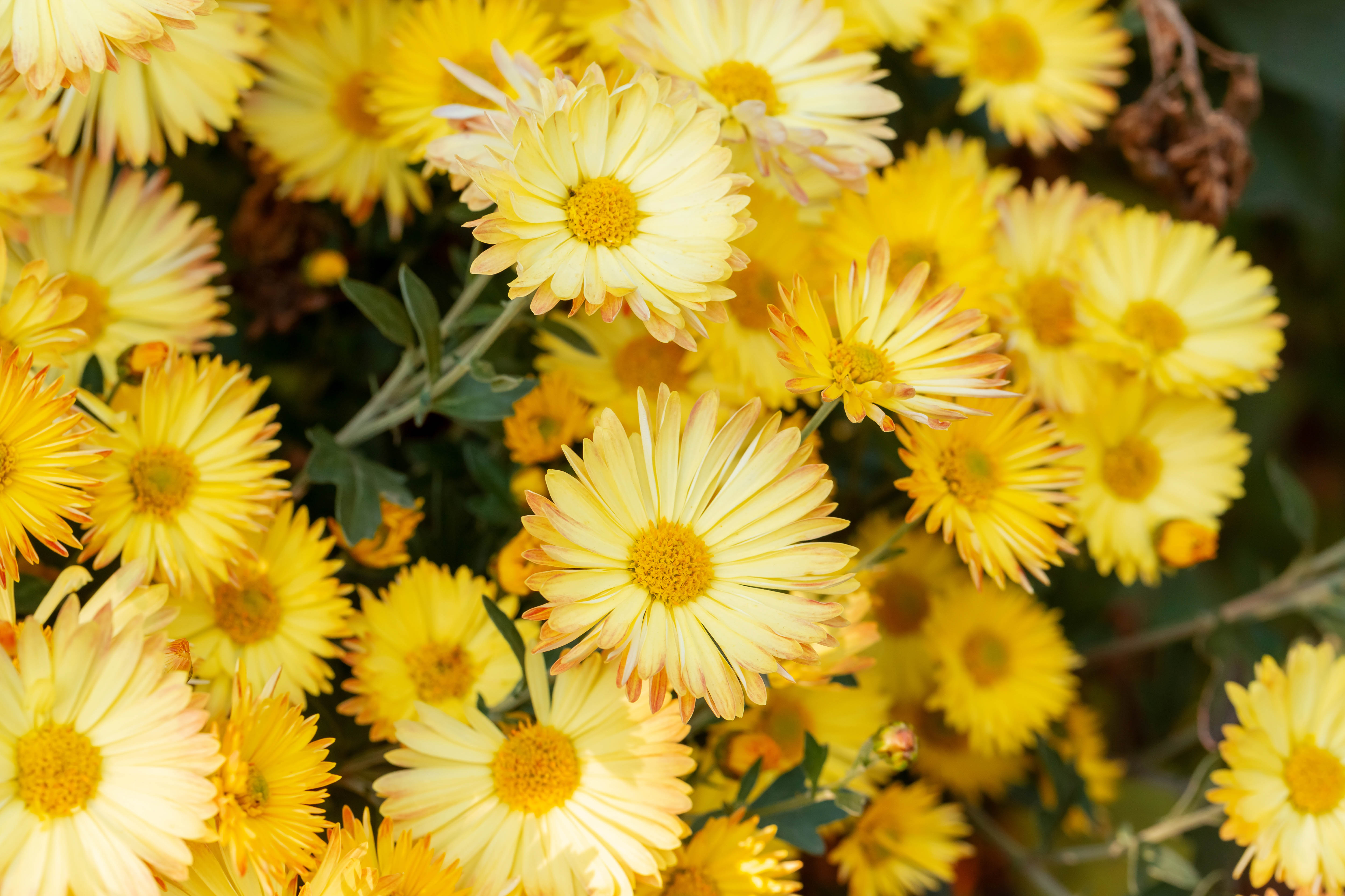 bloom, flowers, chrysanthemum, yellow, plant, flowering phone background