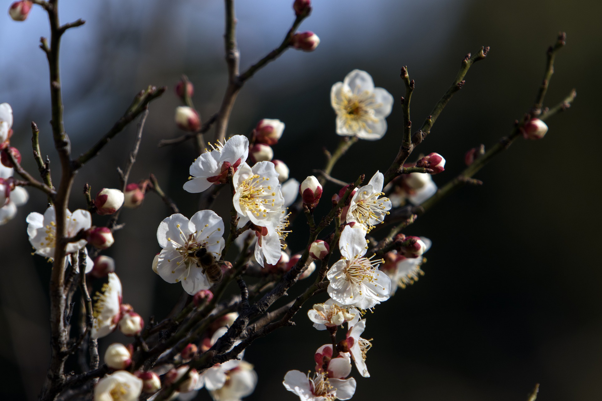 Free download wallpaper Flowers, Earth, Spring, Blossom on your PC desktop