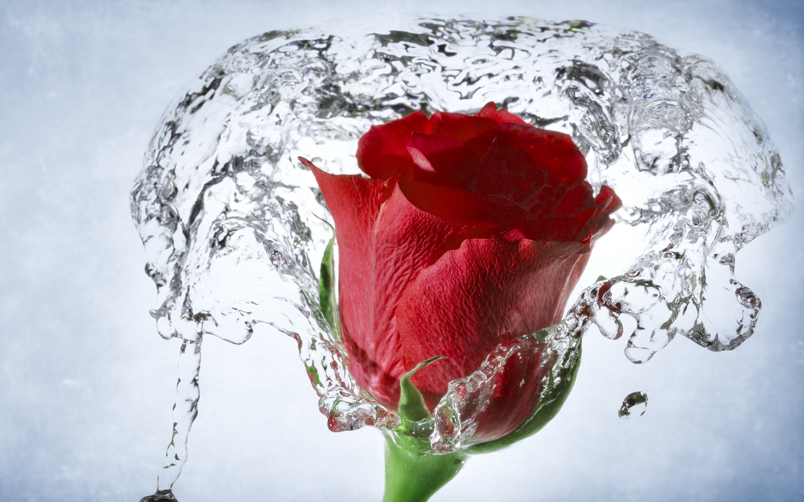 water, earth, rose, bud, flower, macro, red rose, flowers