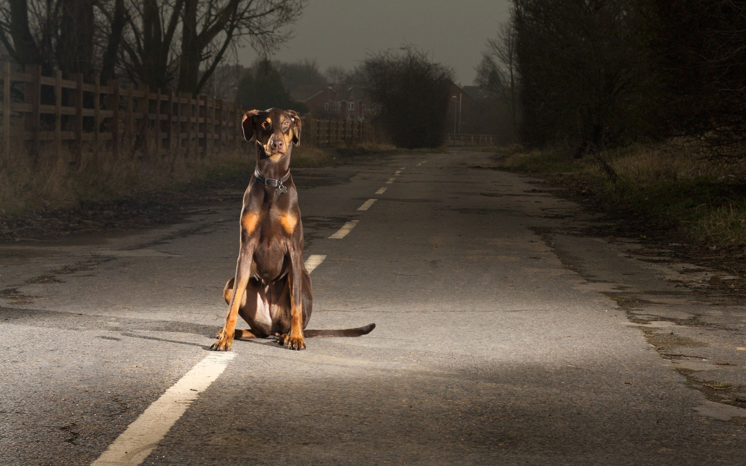 Download mobile wallpaper Sit, Dog, Animals, Road, Evening, Night for free.