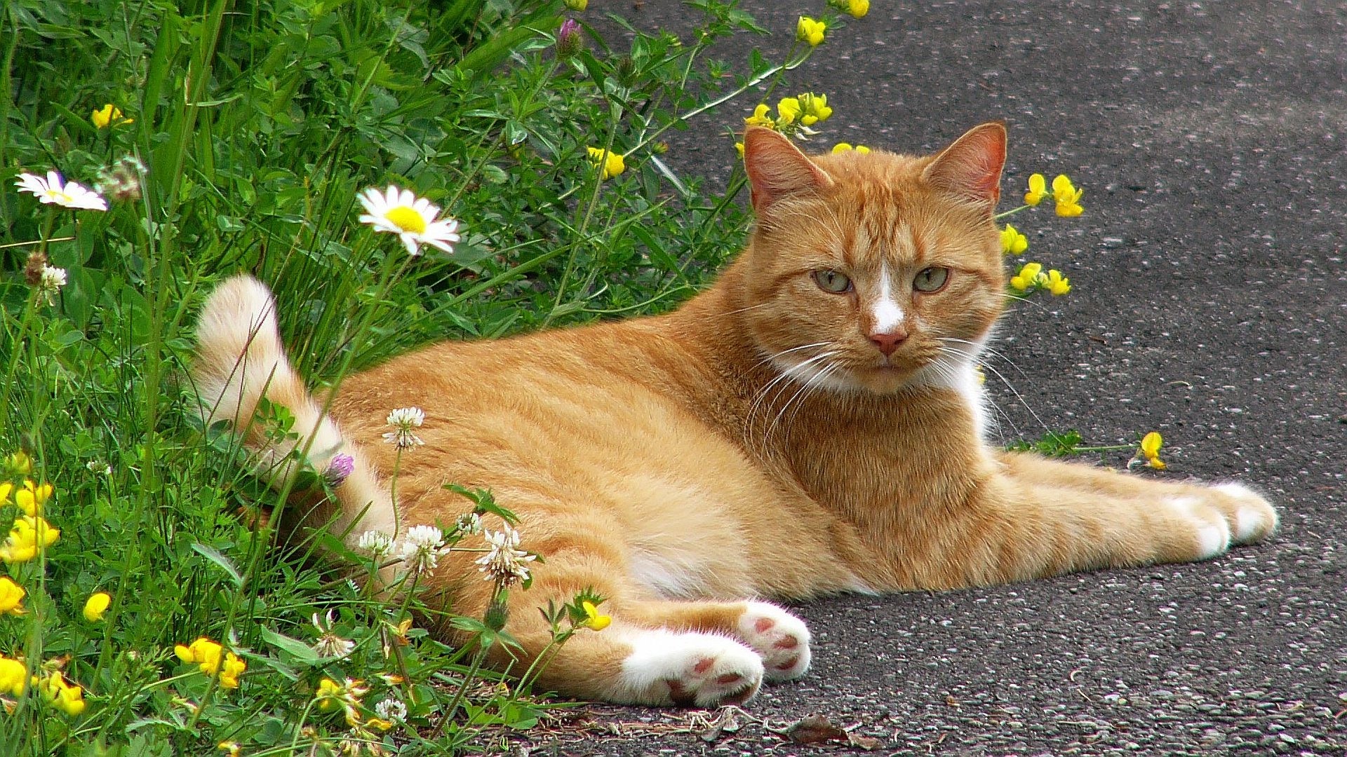 Скачать картинку Кошка, Животные, Кошки в телефон бесплатно.