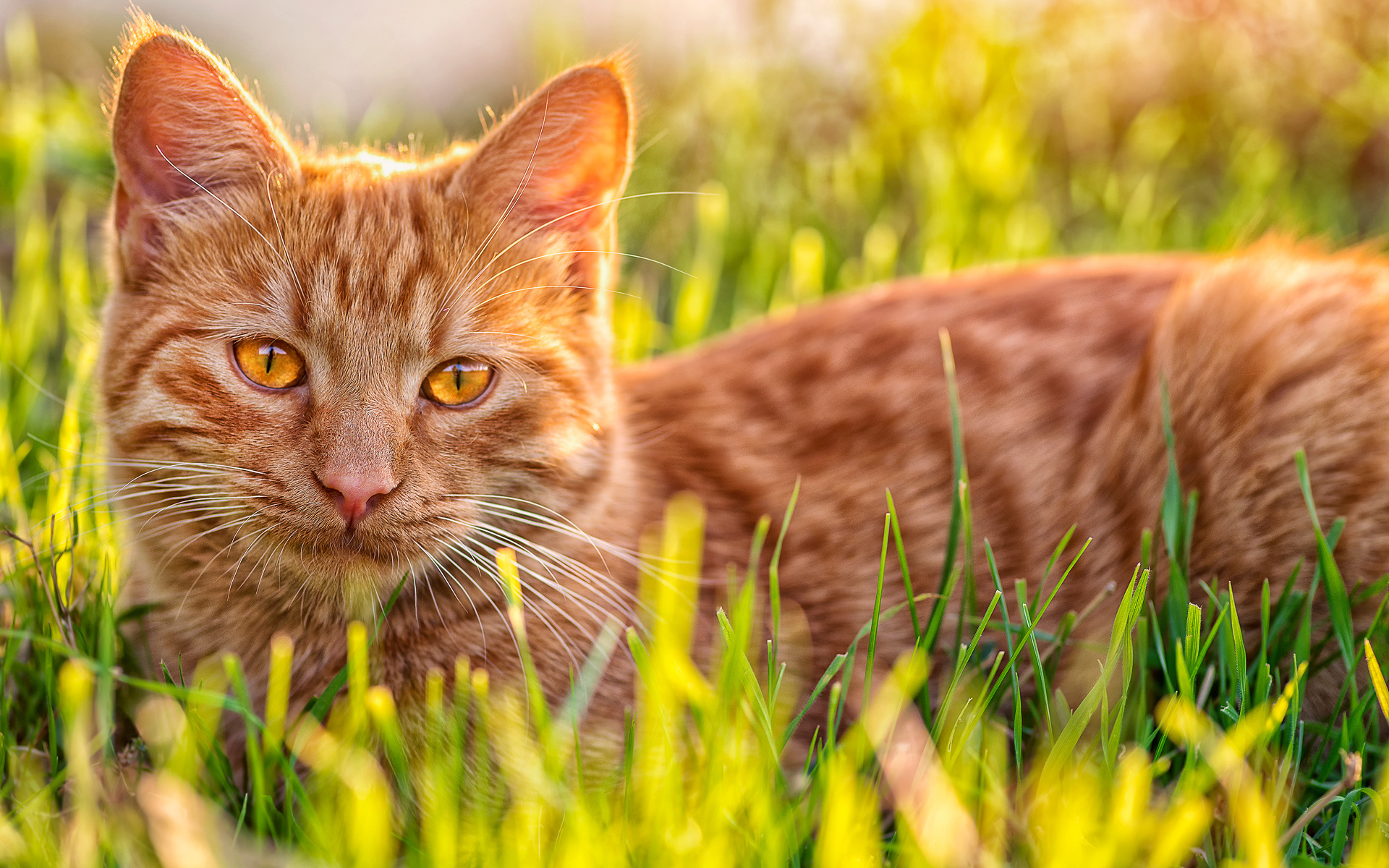 Handy-Wallpaper Katze, Katzen, Tiere kostenlos herunterladen.