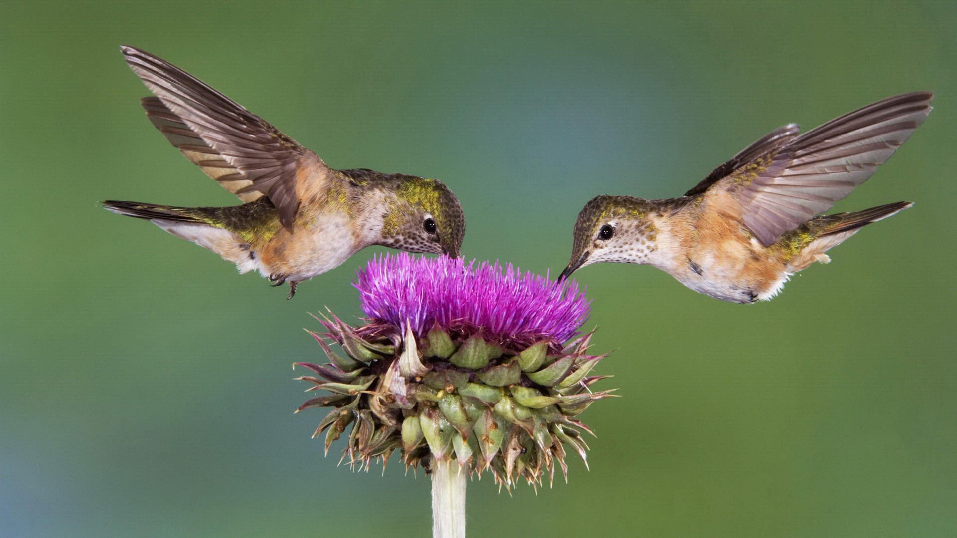 Free download wallpaper Animal, Hummingbird on your PC desktop