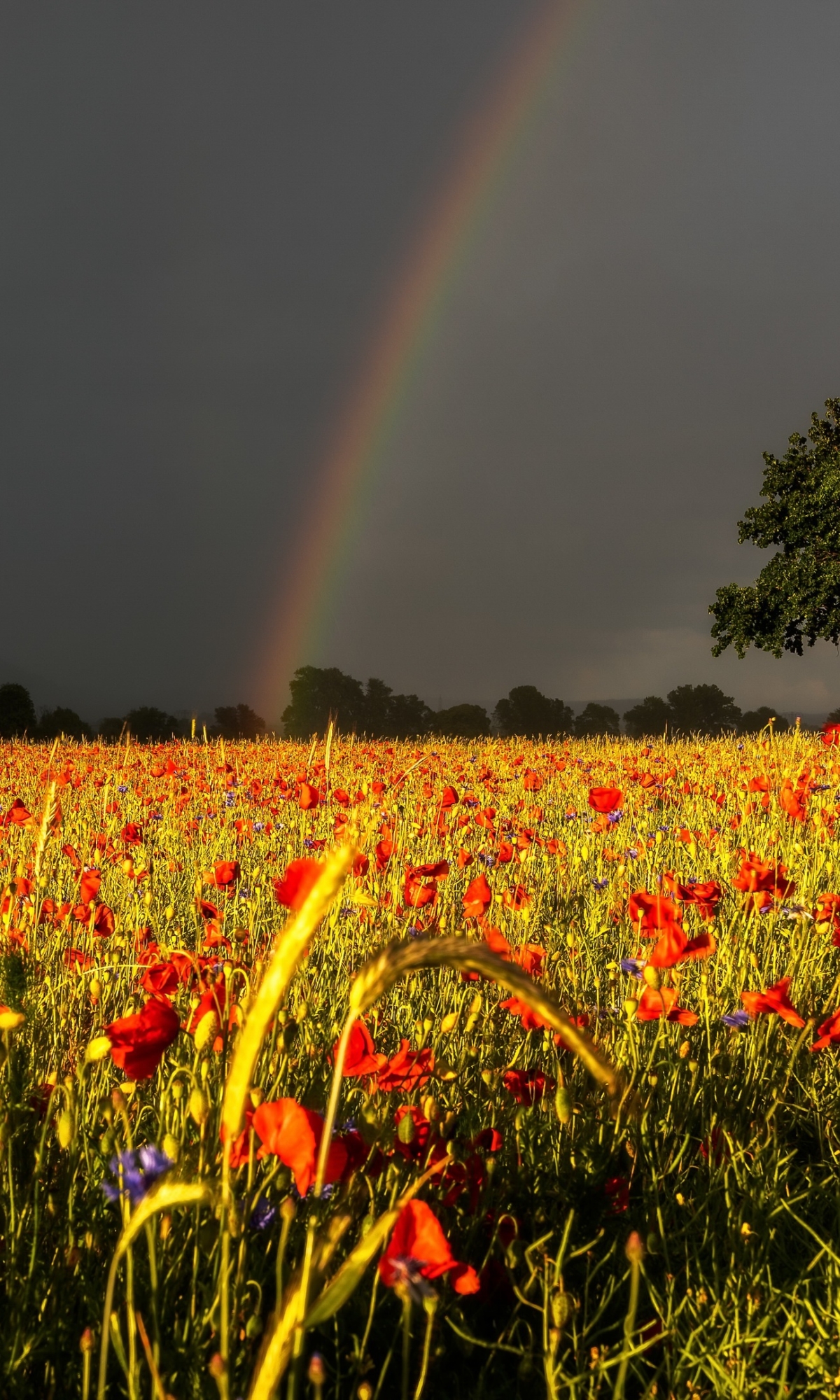 Download mobile wallpaper Flowers, Summer, Rainbow, Earth, Field, Poppy, Red Flower for free.