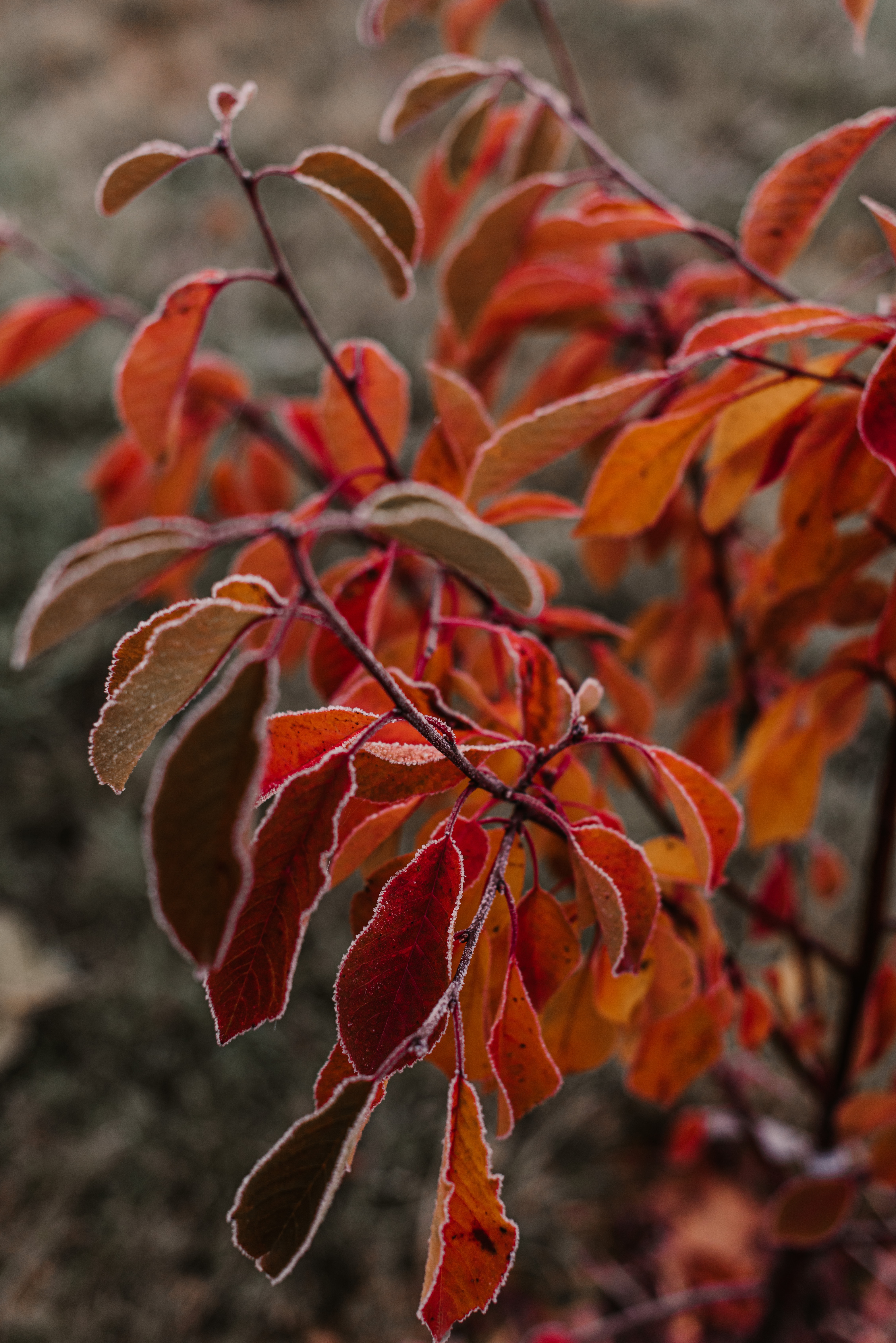 PCデスクトップに葉, 大きい, マクロ, ブランチ, 枝, 霜, 秋画像を無料でダウンロード