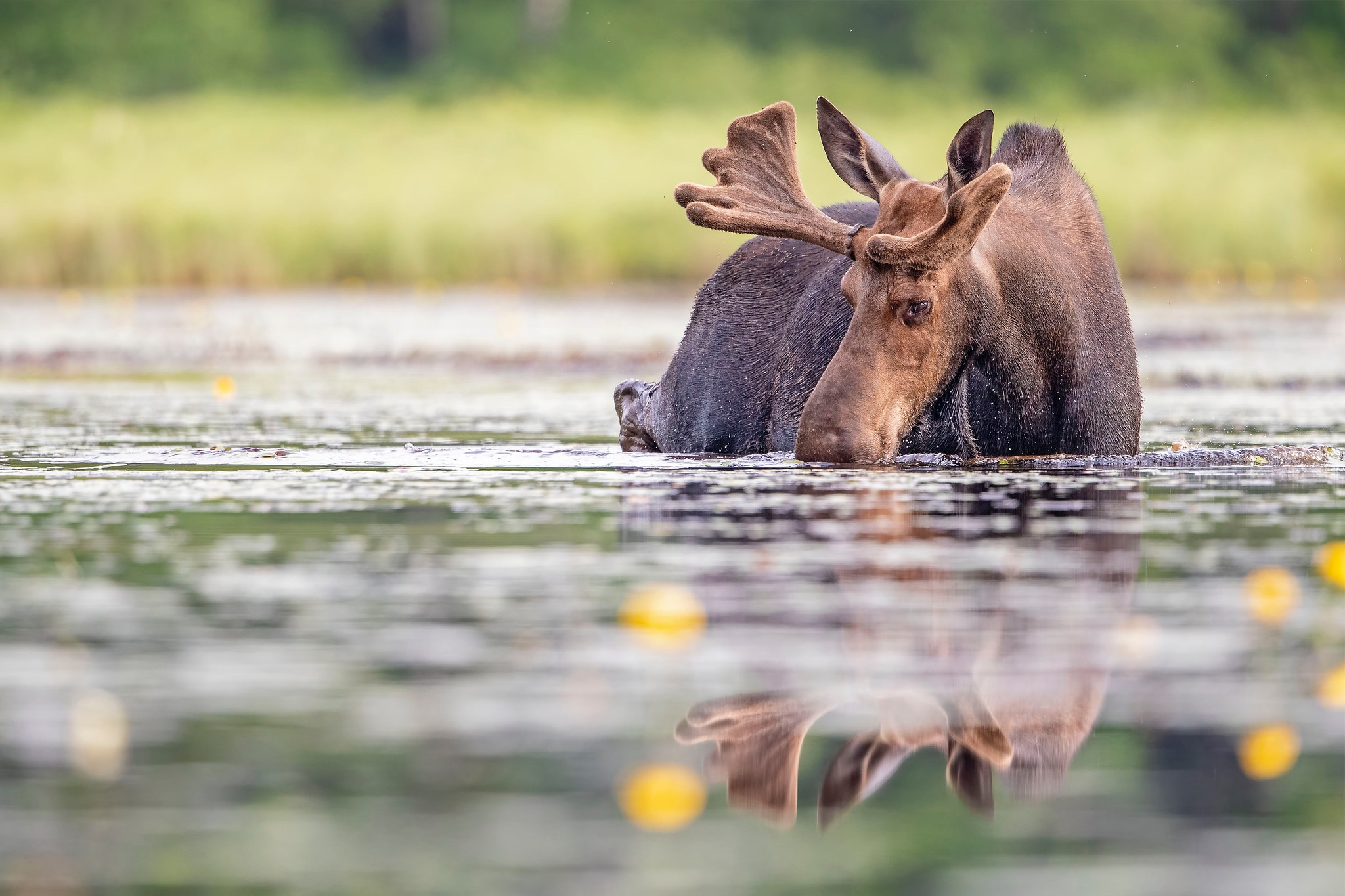 Download mobile wallpaper Water, Reflection, Animal, Moose for free.