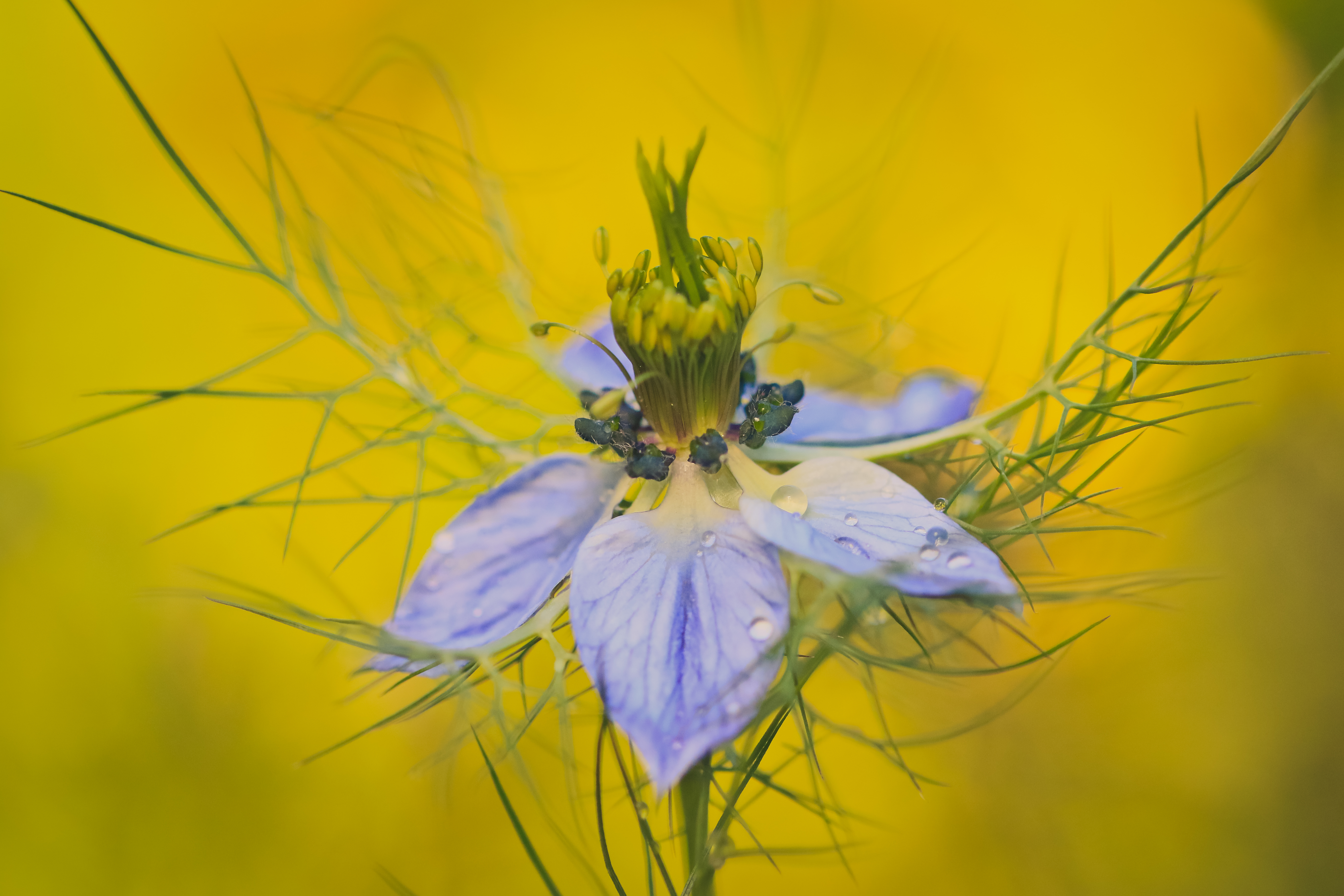 Laden Sie das Natur, Blumen, Blume, Makro, Verwischen, Wassertropfen, Lila Blume, Erde/natur-Bild kostenlos auf Ihren PC-Desktop herunter