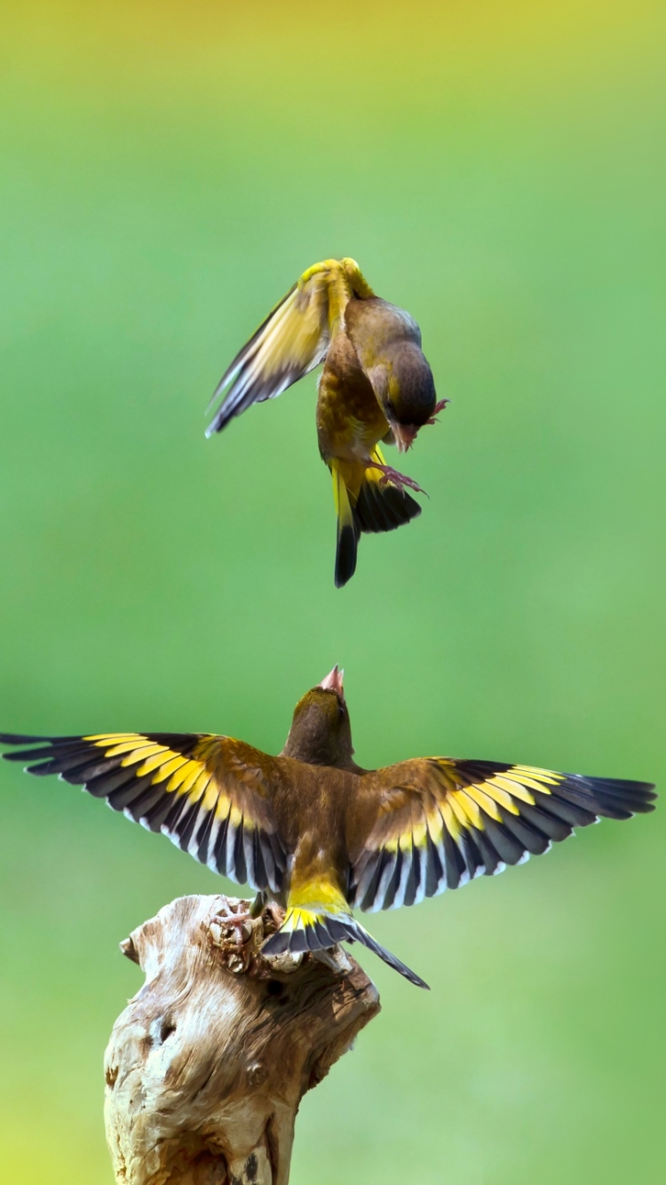 Download mobile wallpaper Birds, Bird, Animal, Goldfinch, Finch for free.