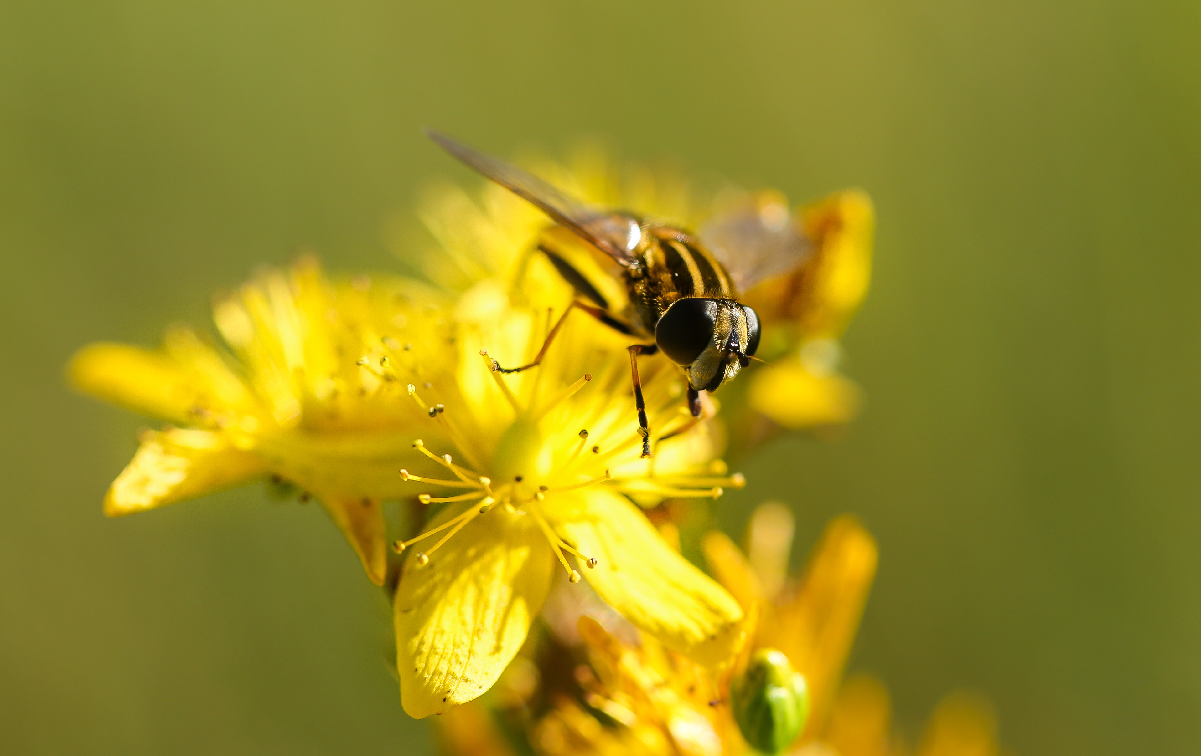 153802 завантажити картинку жовтий, квітка, макро, макрос, бджола, запилення - шпалери і заставки безкоштовно