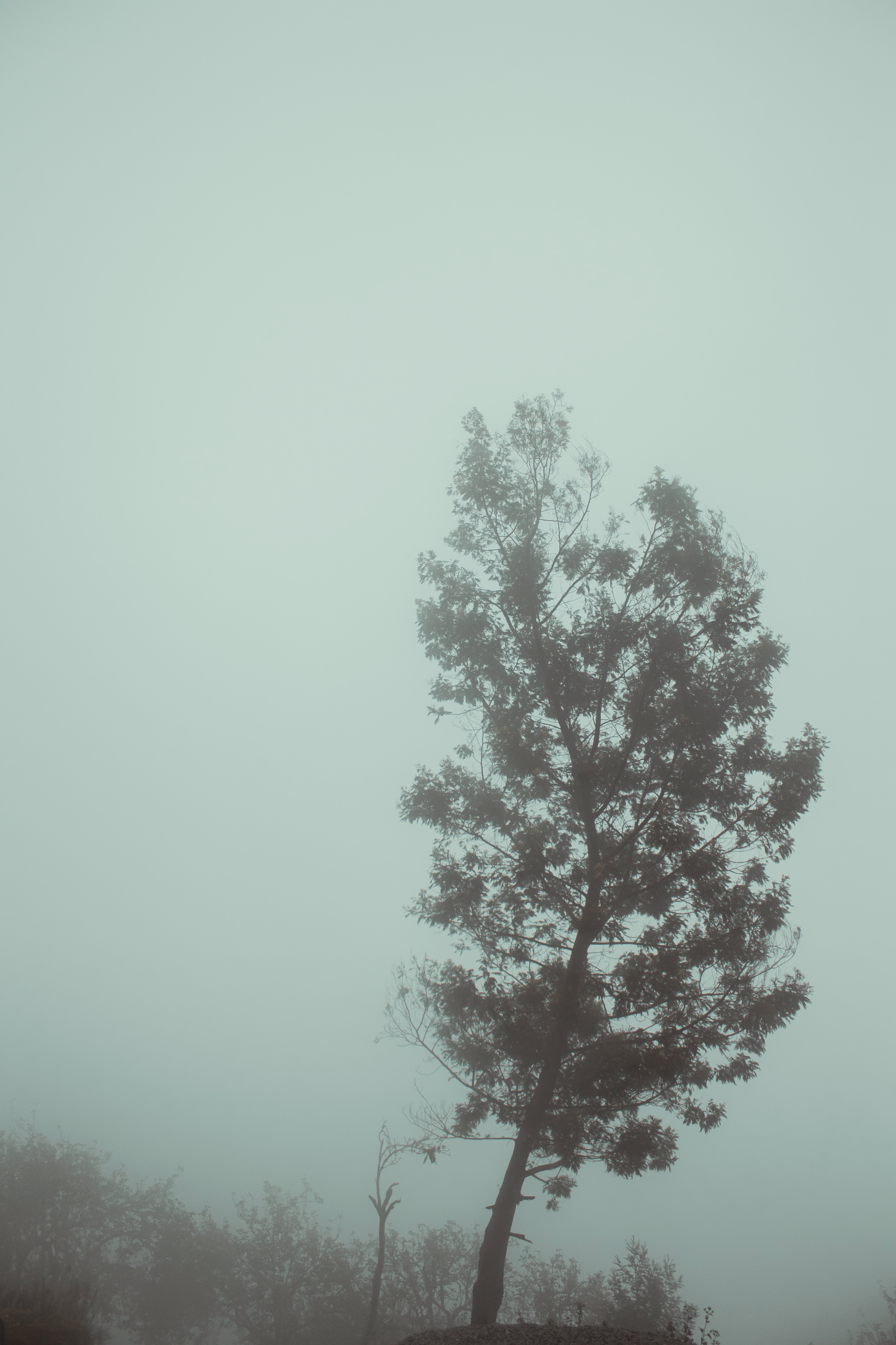105805 скачать обои мгла, мрачный, природа, туман, осень, дерево - заставки и картинки бесплатно