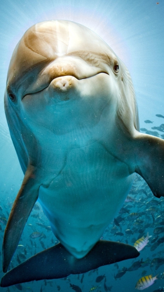 Download mobile wallpaper Animal, Dolphin, Fish, Underwater, Sea Life for free.