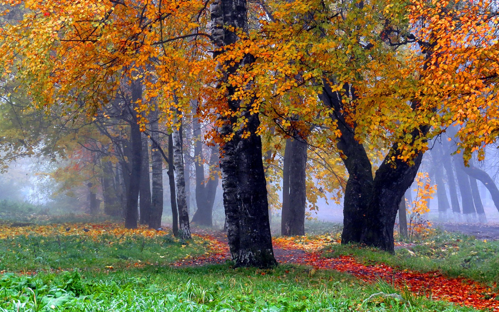 Скачать картинку Деревья, Осень, Дерево, Туман, Поле, Земля/природа в телефон бесплатно.
