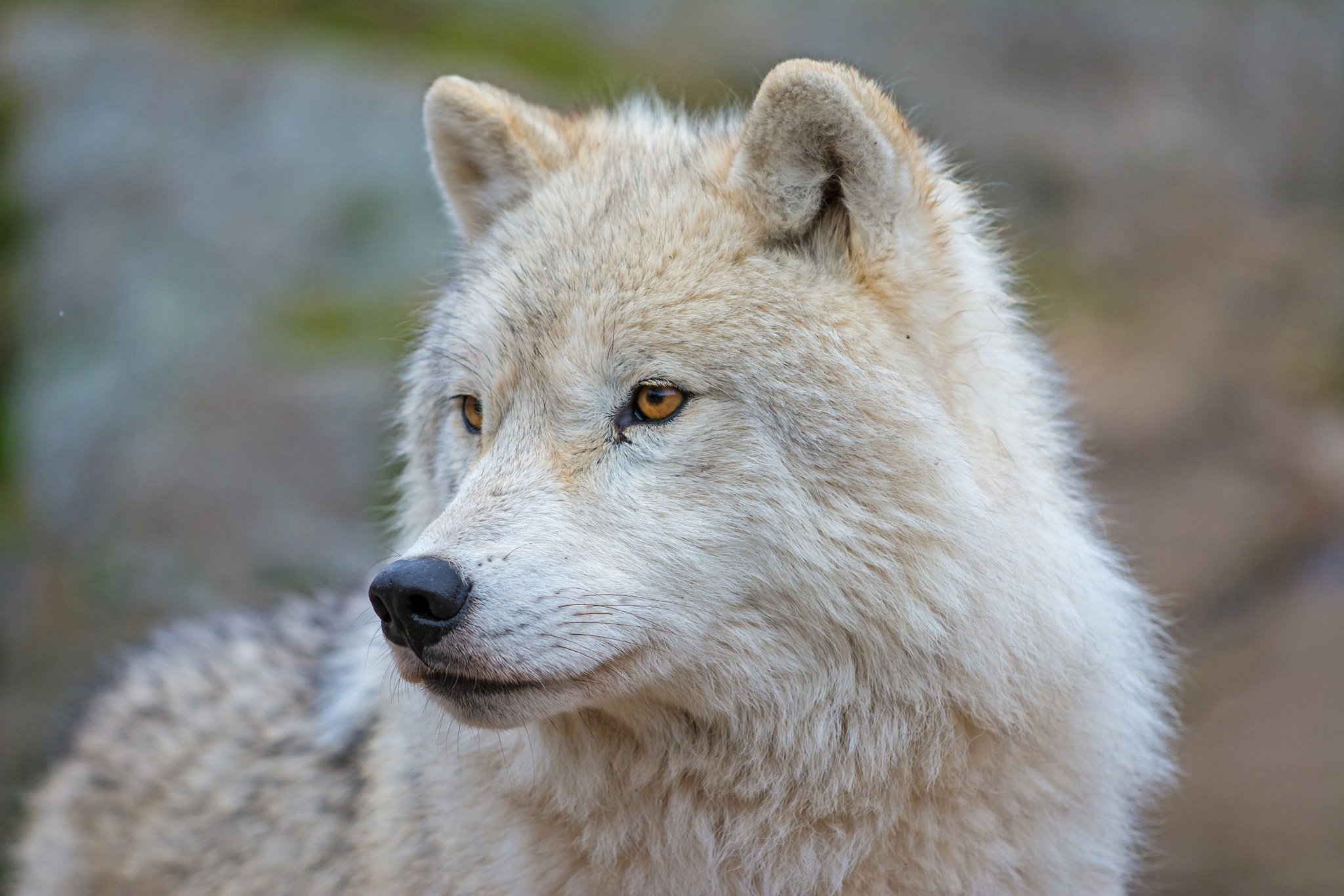 790850 descargar fondo de pantalla animales, lobo ártico, bozal, lobo: protectores de pantalla e imágenes gratis