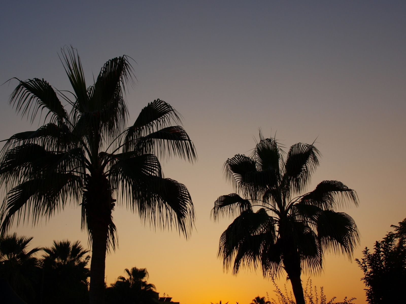 Free download wallpaper Landscape, Trees, Sunset, Palms on your PC desktop