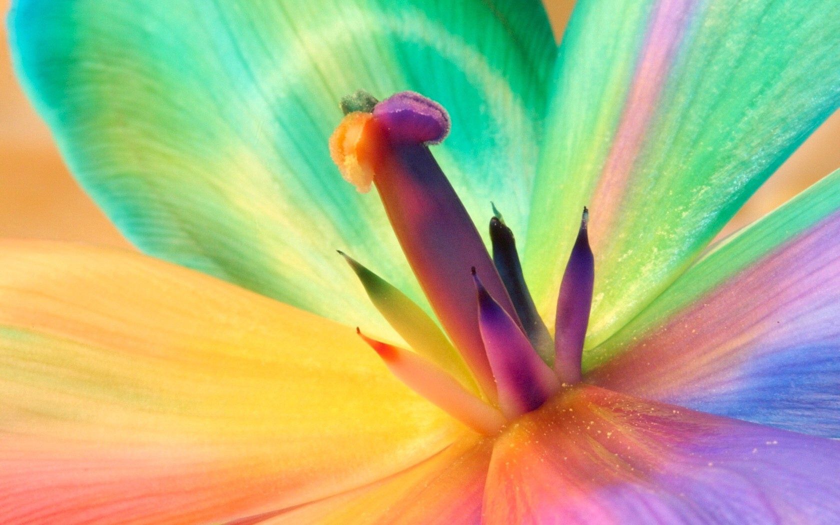 Download mobile wallpaper Stamens, Macro, Motley, Flower, Lily, Multicolored, Colourful, Colorful for free.