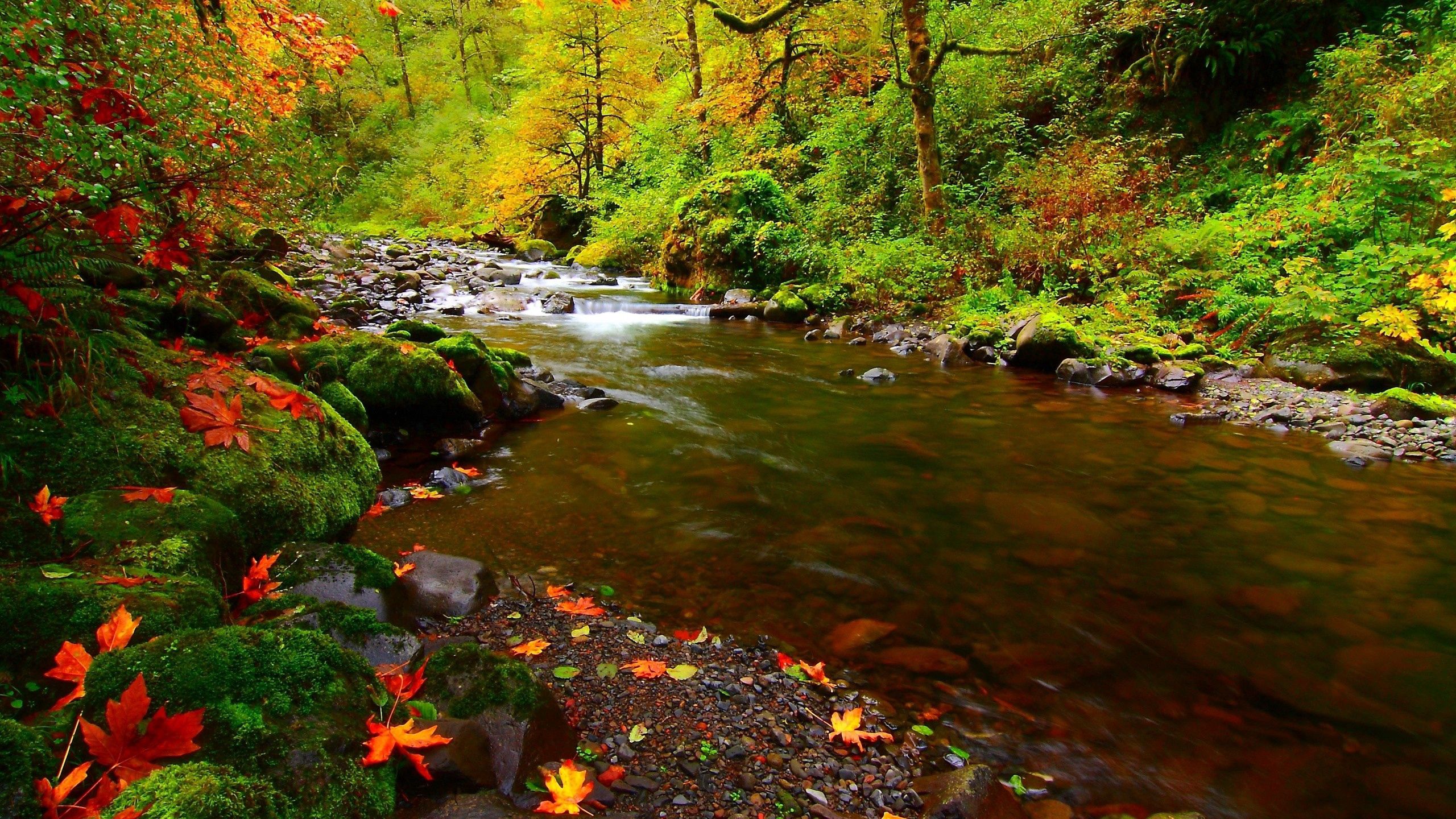 152390 télécharger l'image rivières, feuilles, automne, nature, noyaux - fonds d'écran et économiseurs d'écran gratuits