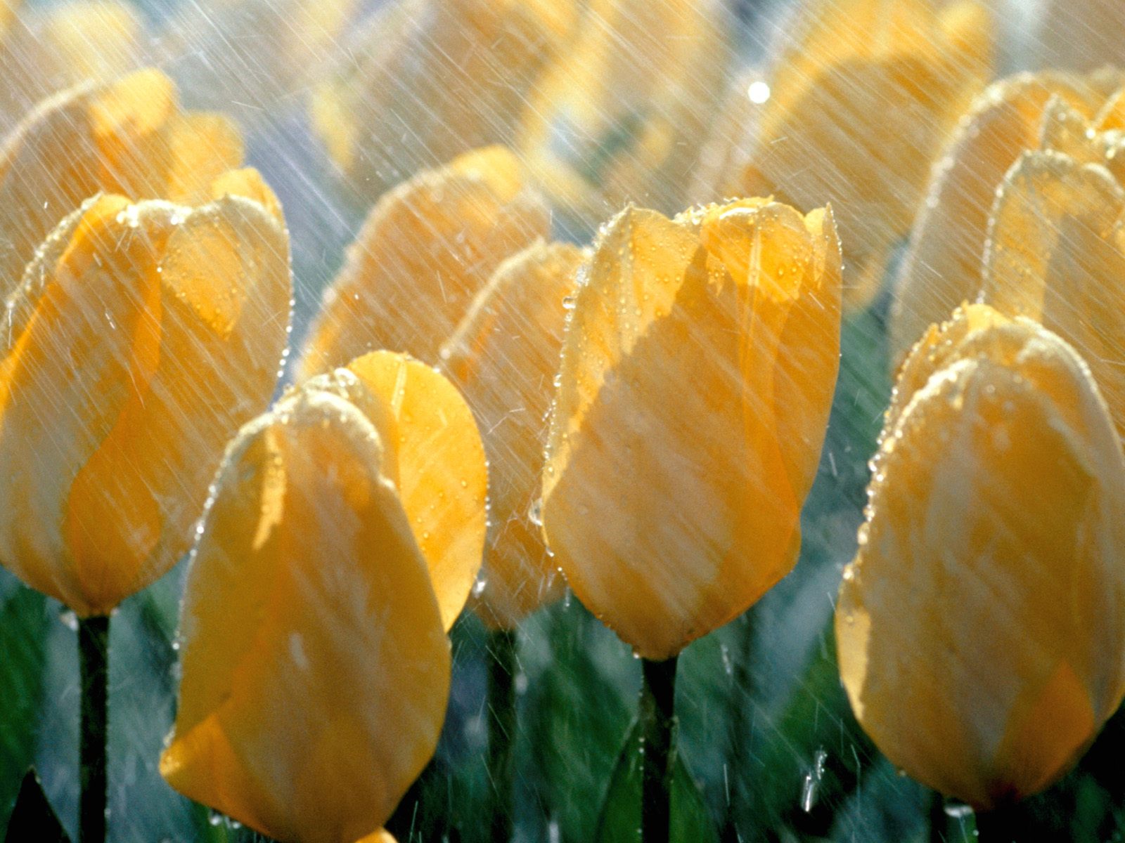 Téléchargez gratuitement l'image Fleur, Tulipe, Fleur Jaune, Terre/nature sur le bureau de votre PC