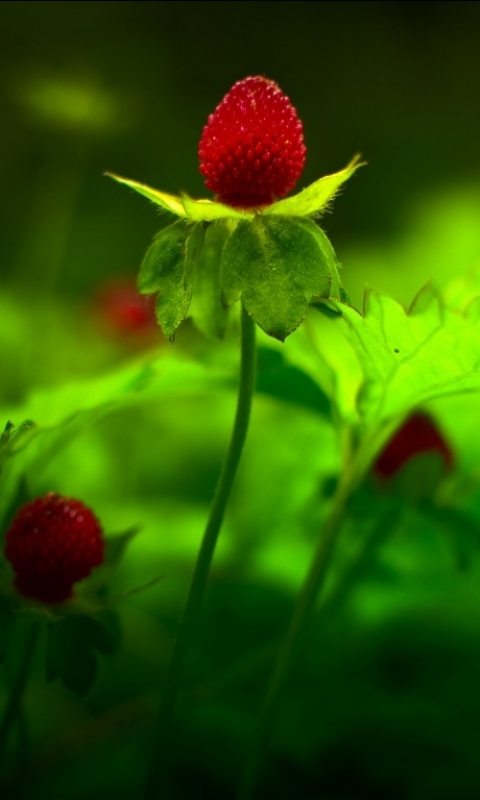 Download mobile wallpaper Flowers, Strawberry, Flower, Earth for free.