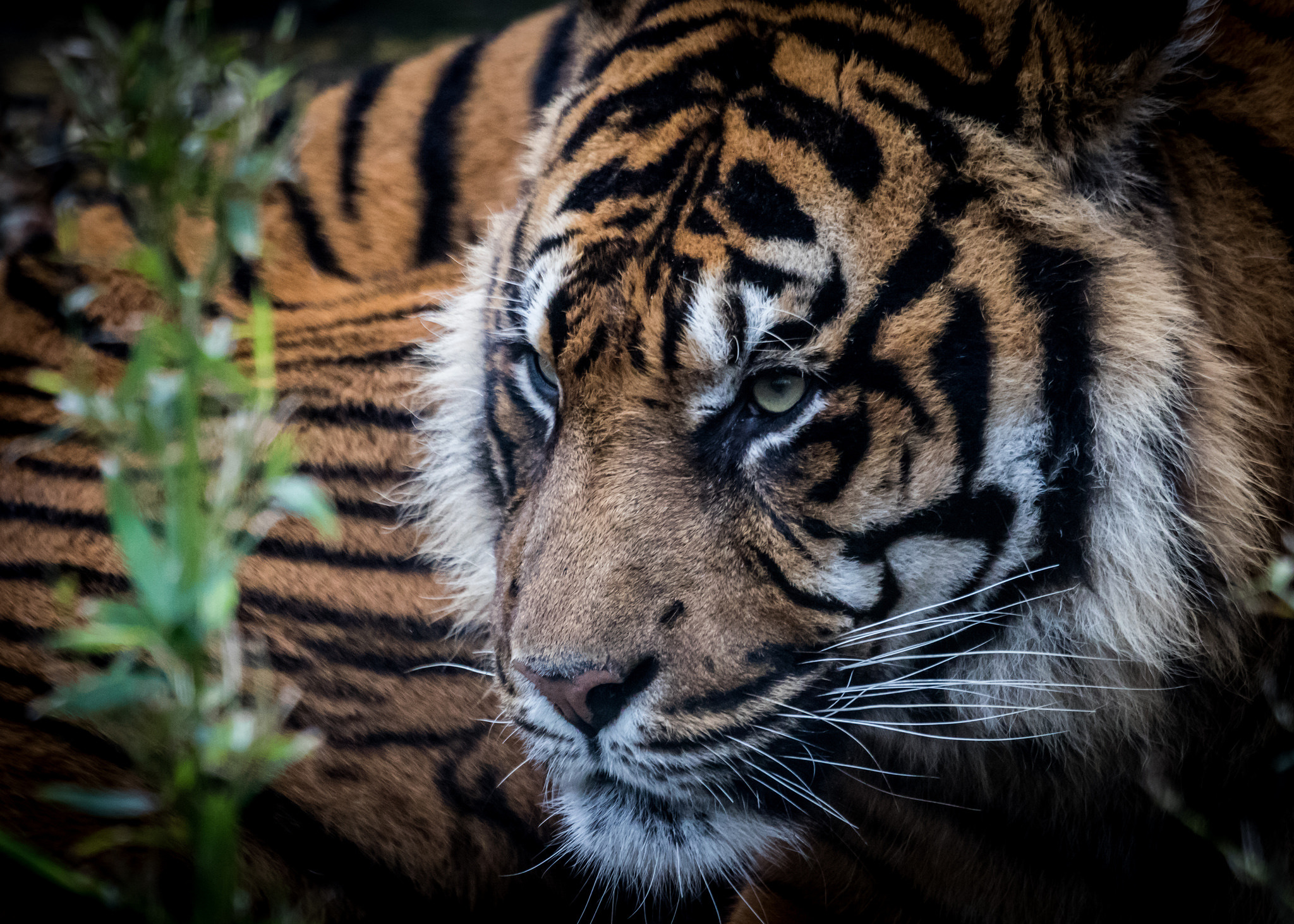 Téléchargez gratuitement l'image Animaux, Chats, Tigre, Regard sur le bureau de votre PC