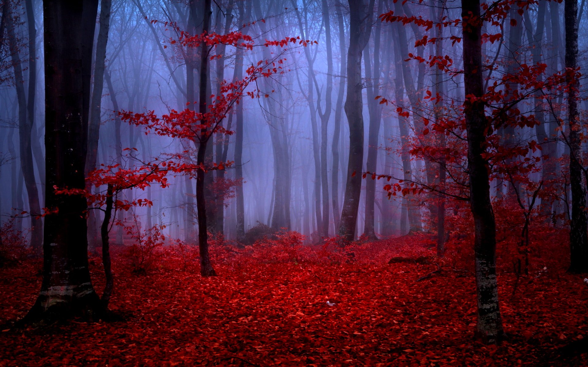 Download mobile wallpaper Forest, Tree, Fall, Earth for free.