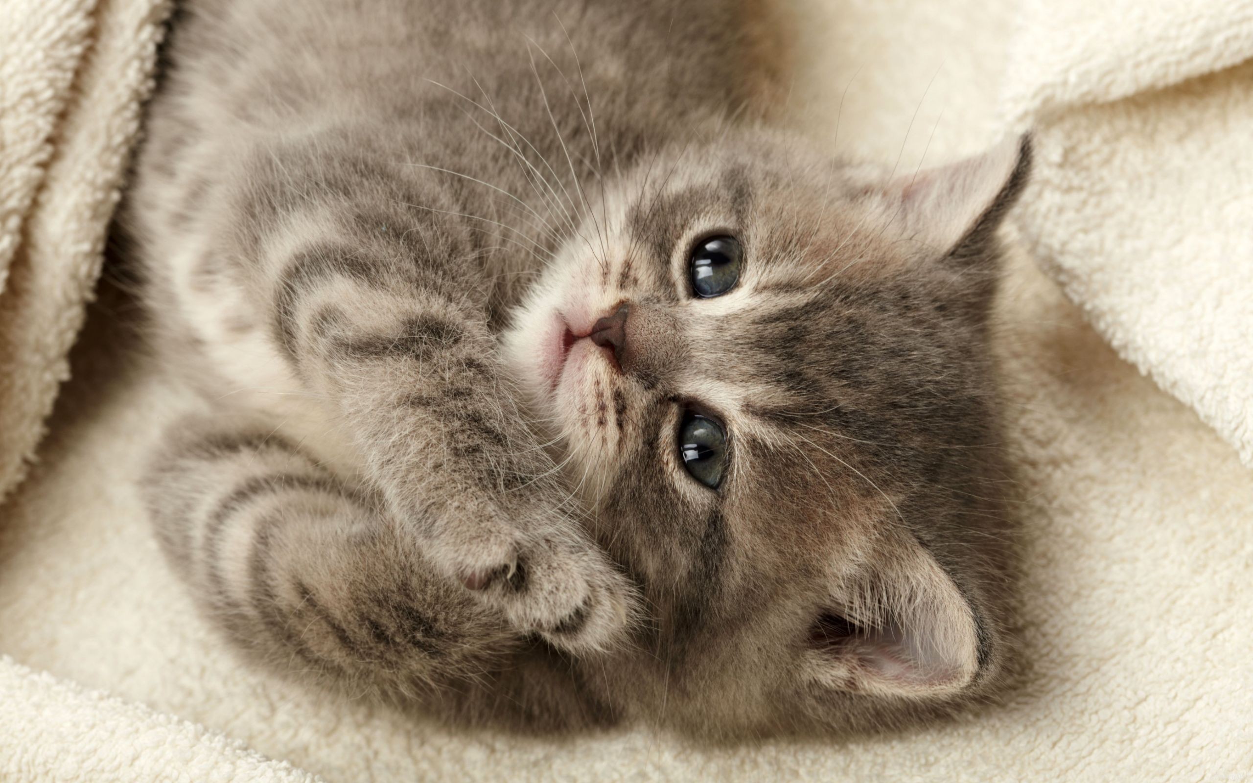 Baixar papel de parede para celular de Animais, Gato gratuito.