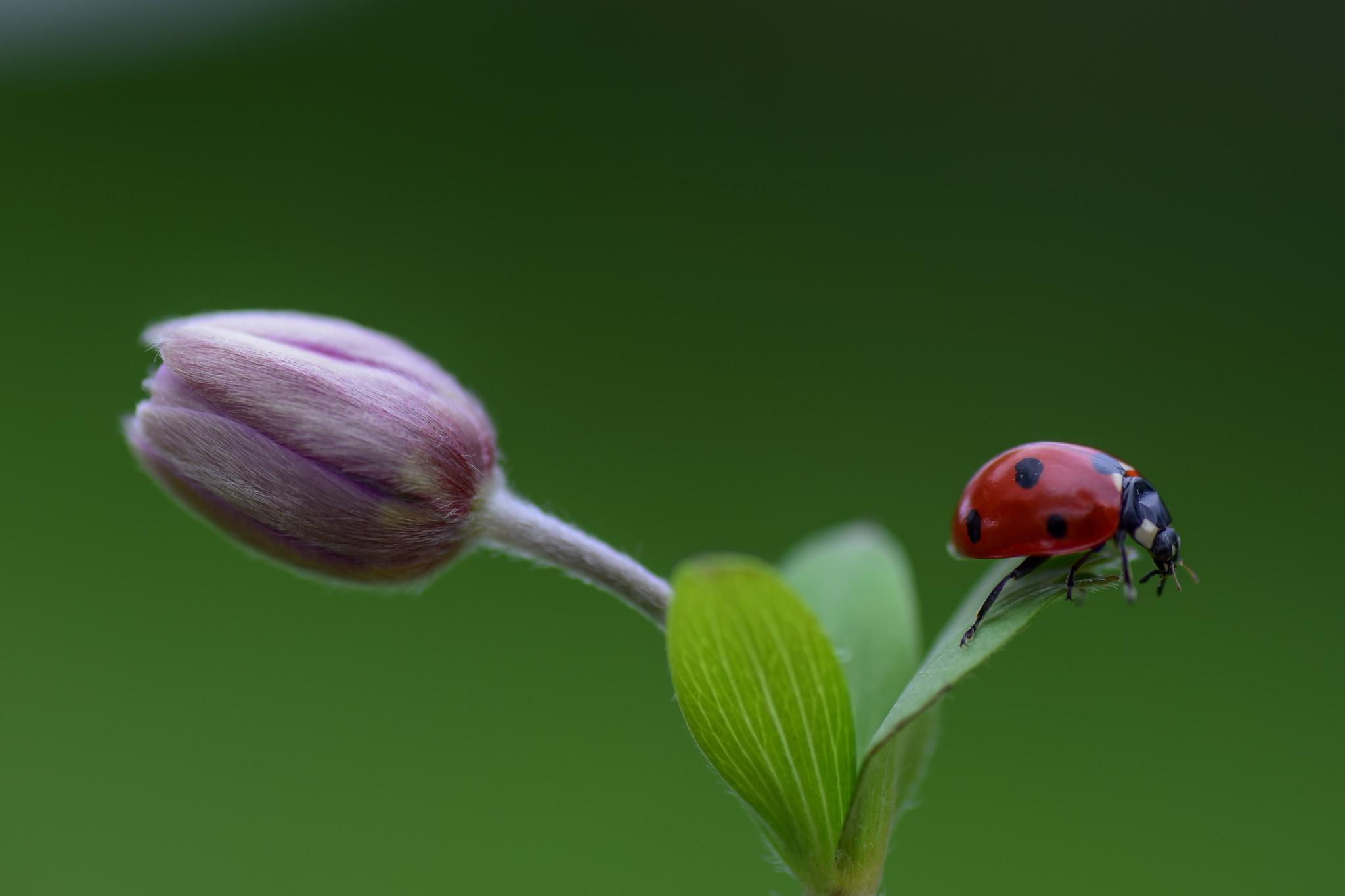 Téléchargez des papiers peints mobile Animaux, Fleur, Macro, Insecte, Fleur Mauve, Cocinelle gratuitement.