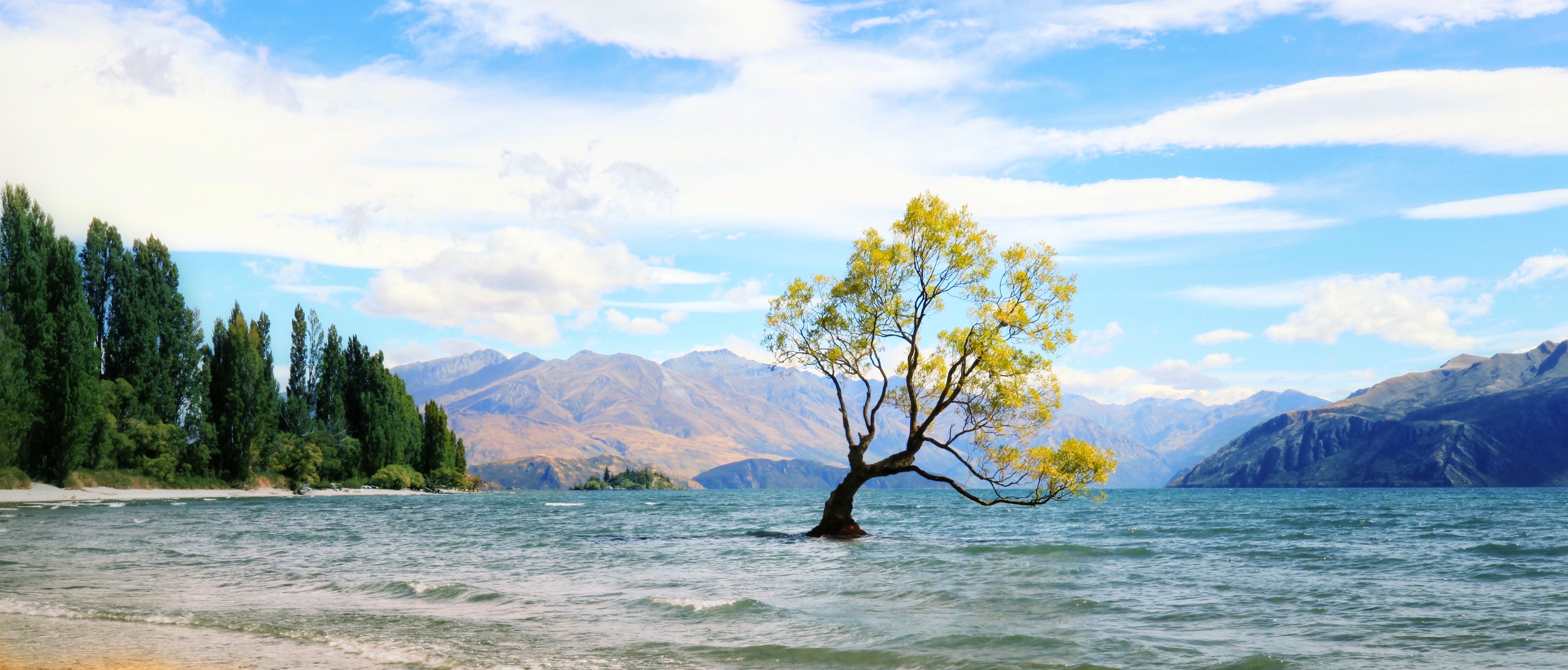 Скачать картинку Новая Зеландия, Дерево, Земля/природа, Озеро Ванака в телефон бесплатно.