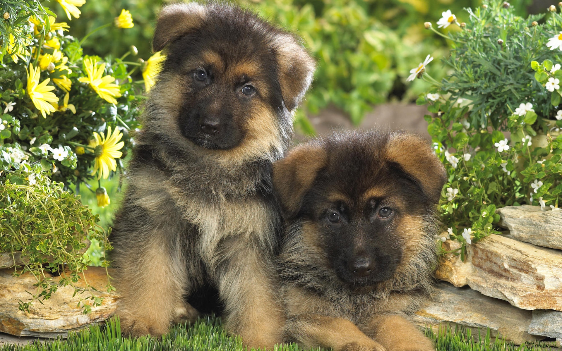 Baixar papel de parede para celular de Animais, Cão gratuito.