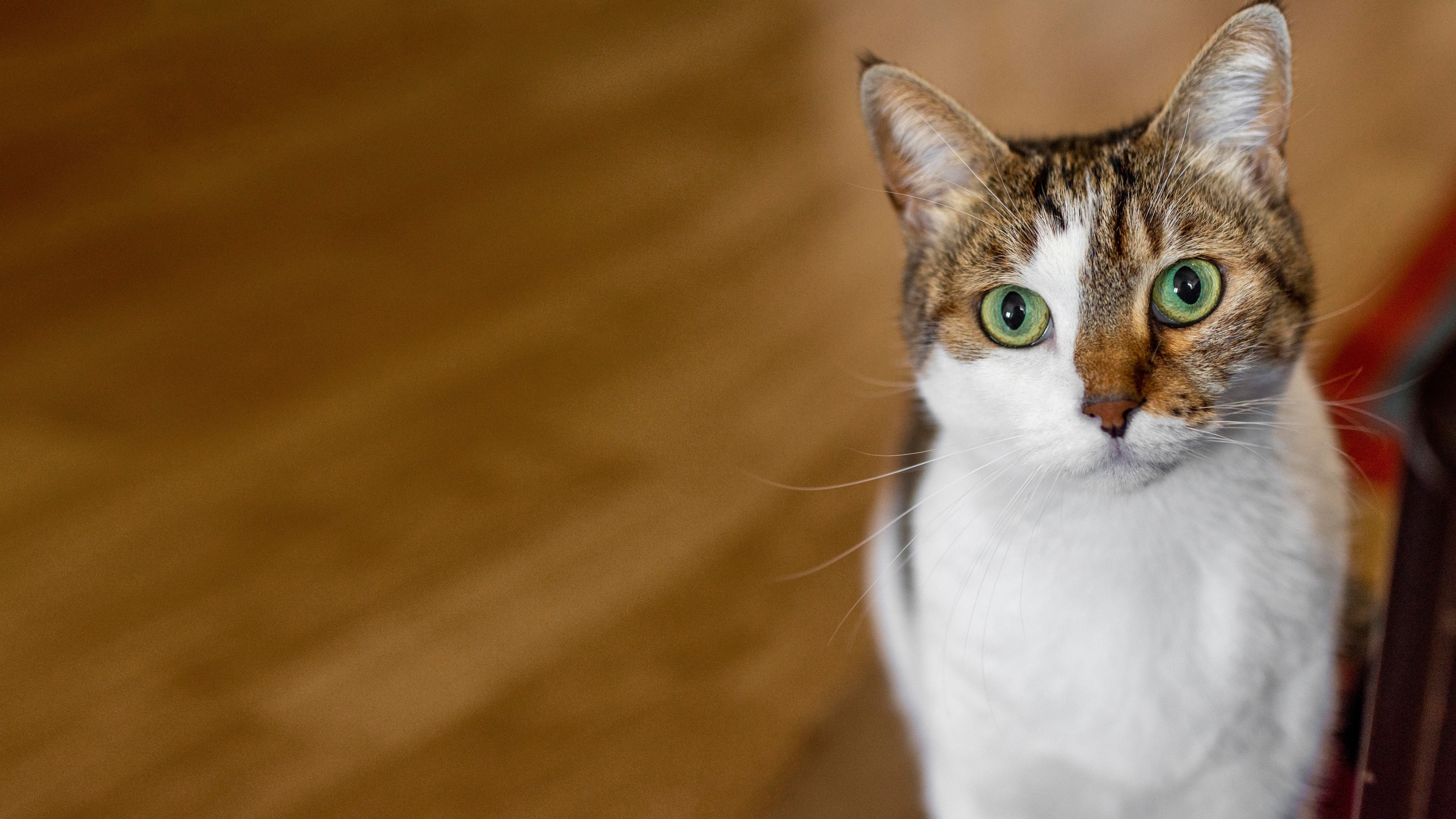 Baixar papel de parede para celular de Animais, Gatos, Gato, Olhar Fixamente gratuito.