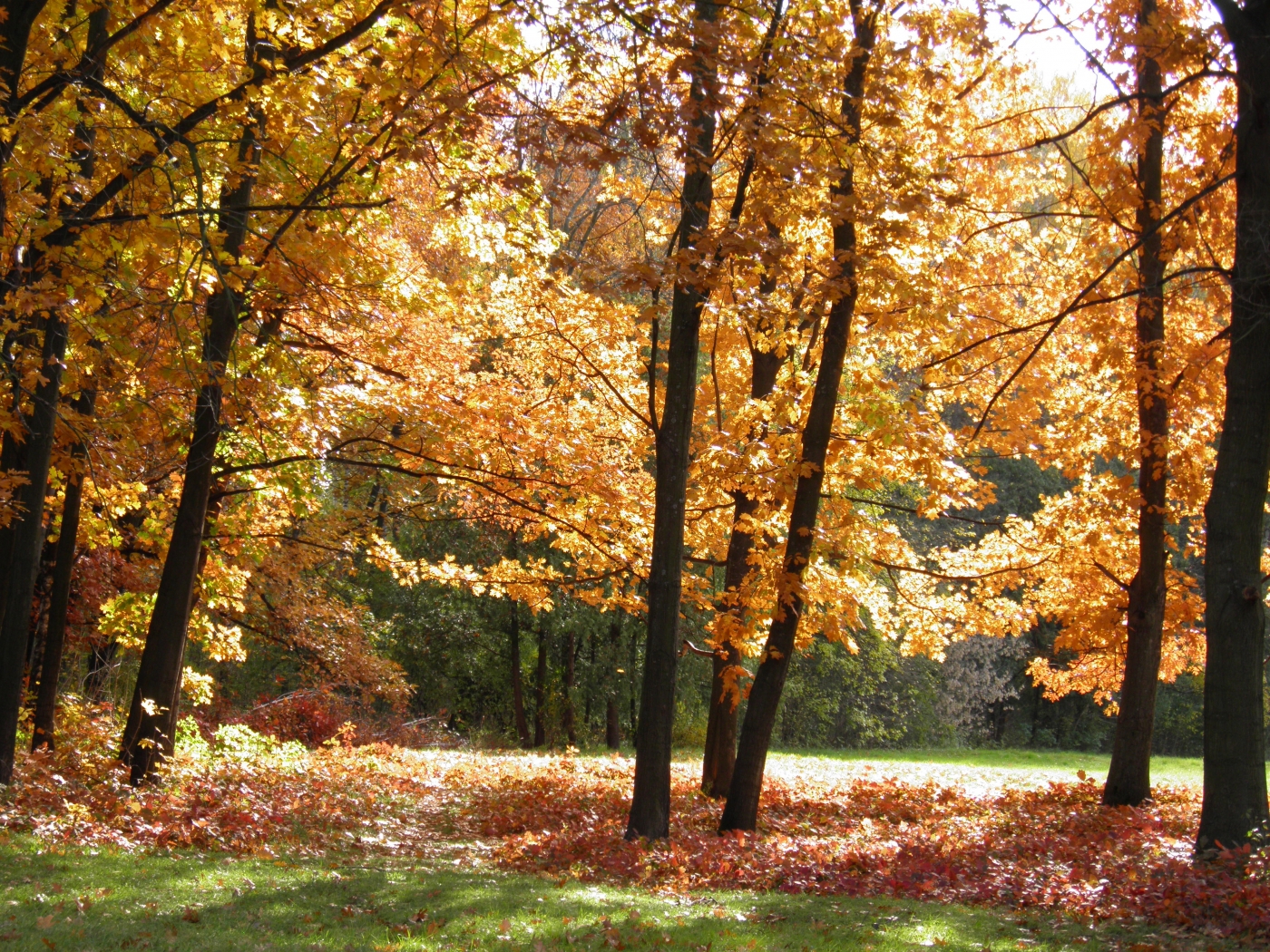 Free download wallpaper Landscape, Trees, Autumn on your PC desktop