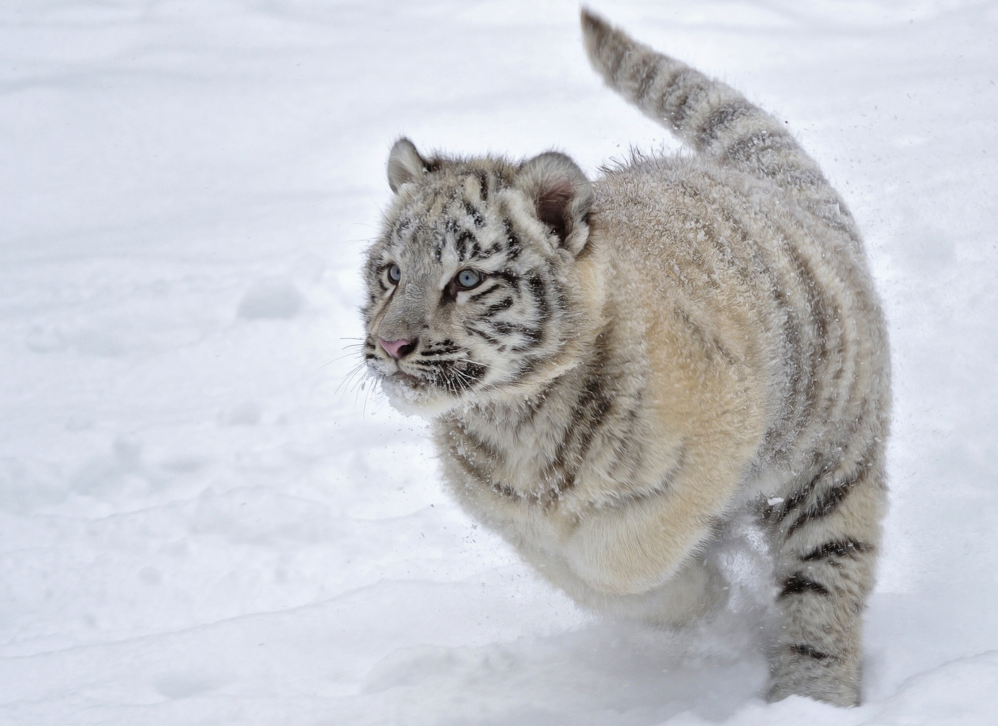 Baixe gratuitamente a imagem Animais, Gatos, Tigre Branco na área de trabalho do seu PC