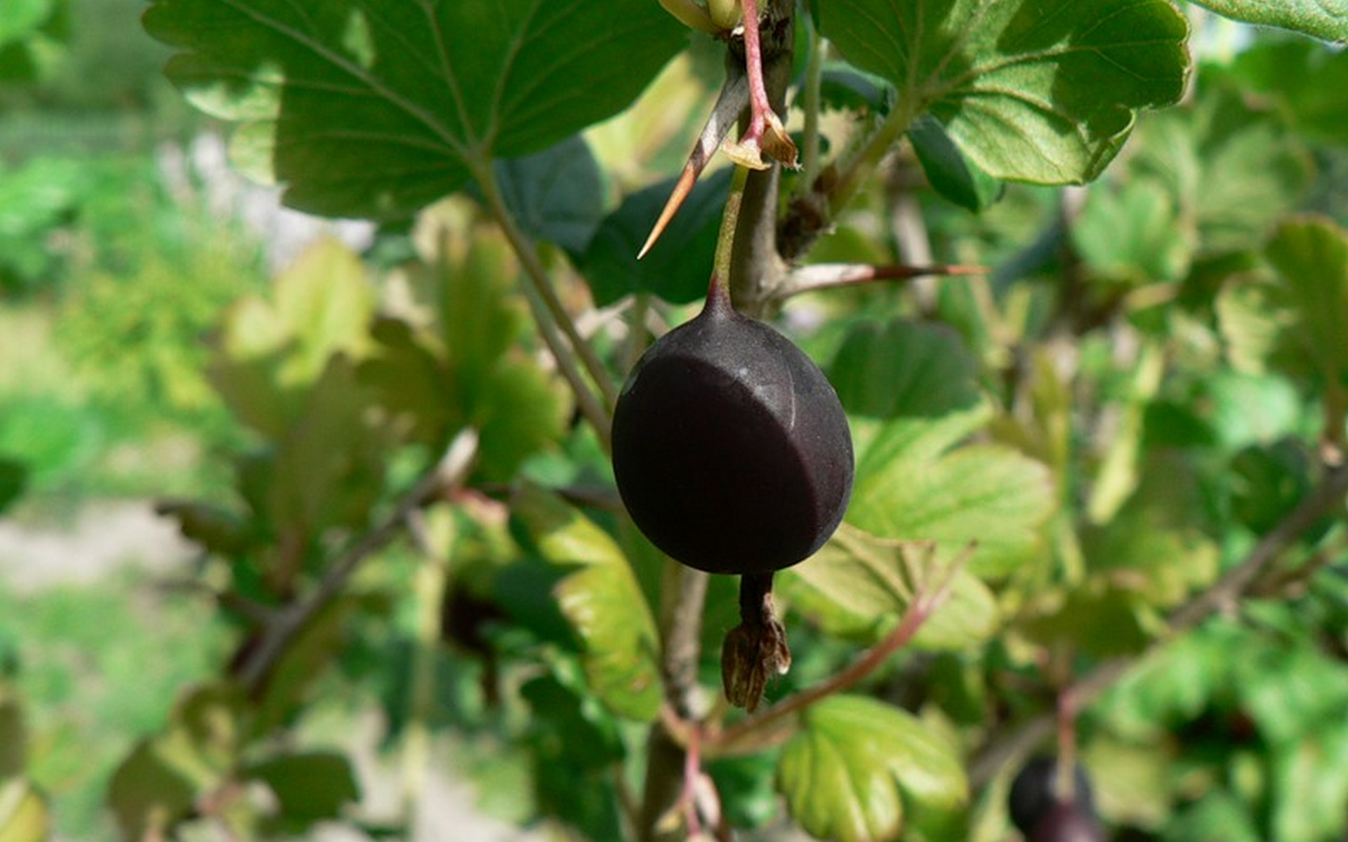 Free download wallpaper Food, Berry on your PC desktop