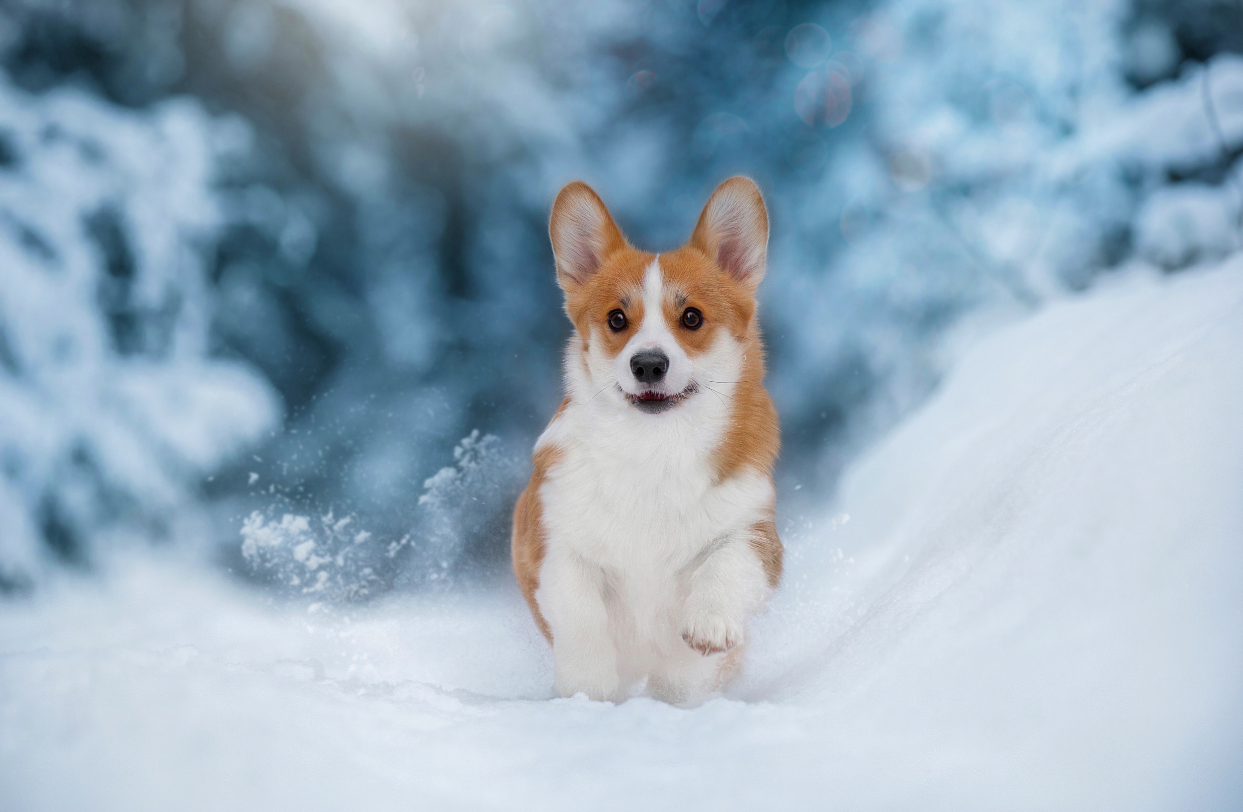 Download mobile wallpaper Winter, Dogs, Snow, Dog, Animal, Corgi for free.