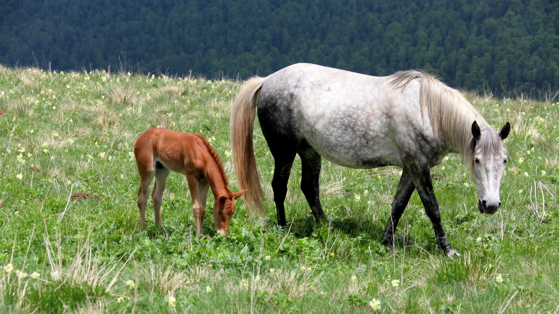 Descarga gratuita de fondo de pantalla para móvil de Animales, Caballo.