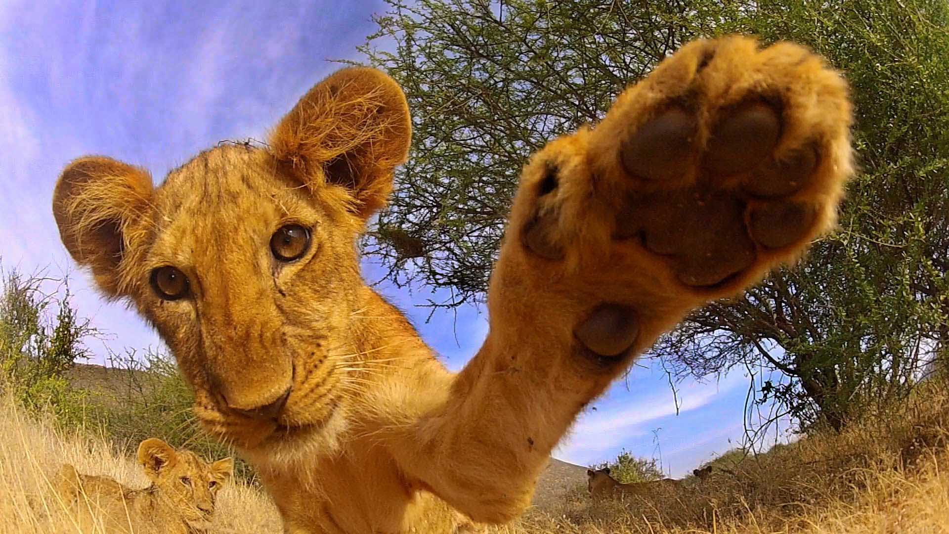 Descarga gratuita de fondo de pantalla para móvil de León, Gatos, Animales.