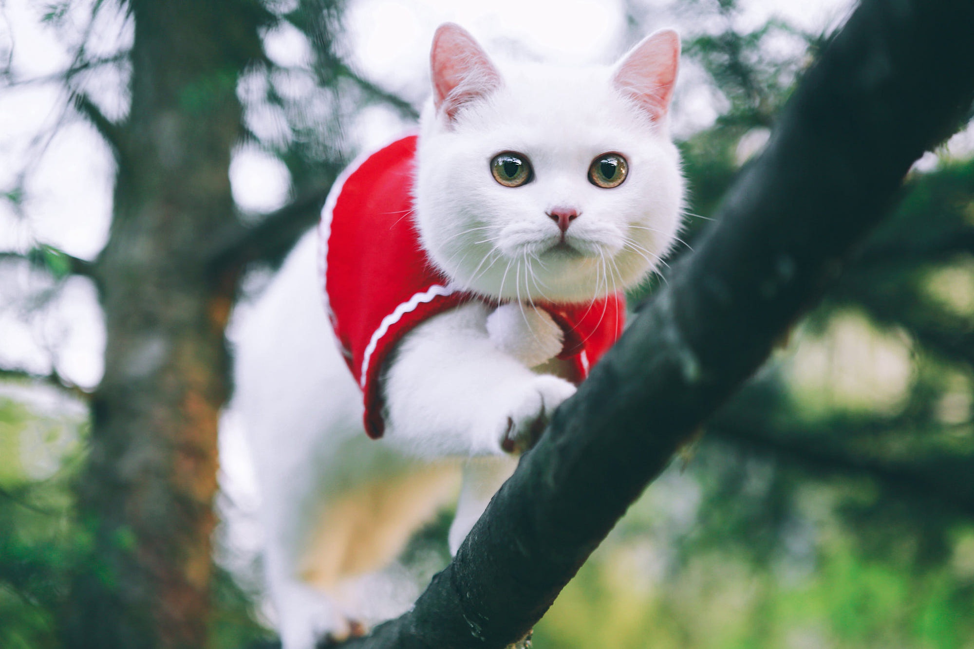 Baixe gratuitamente a imagem Gato, Gatos, Animais na área de trabalho do seu PC