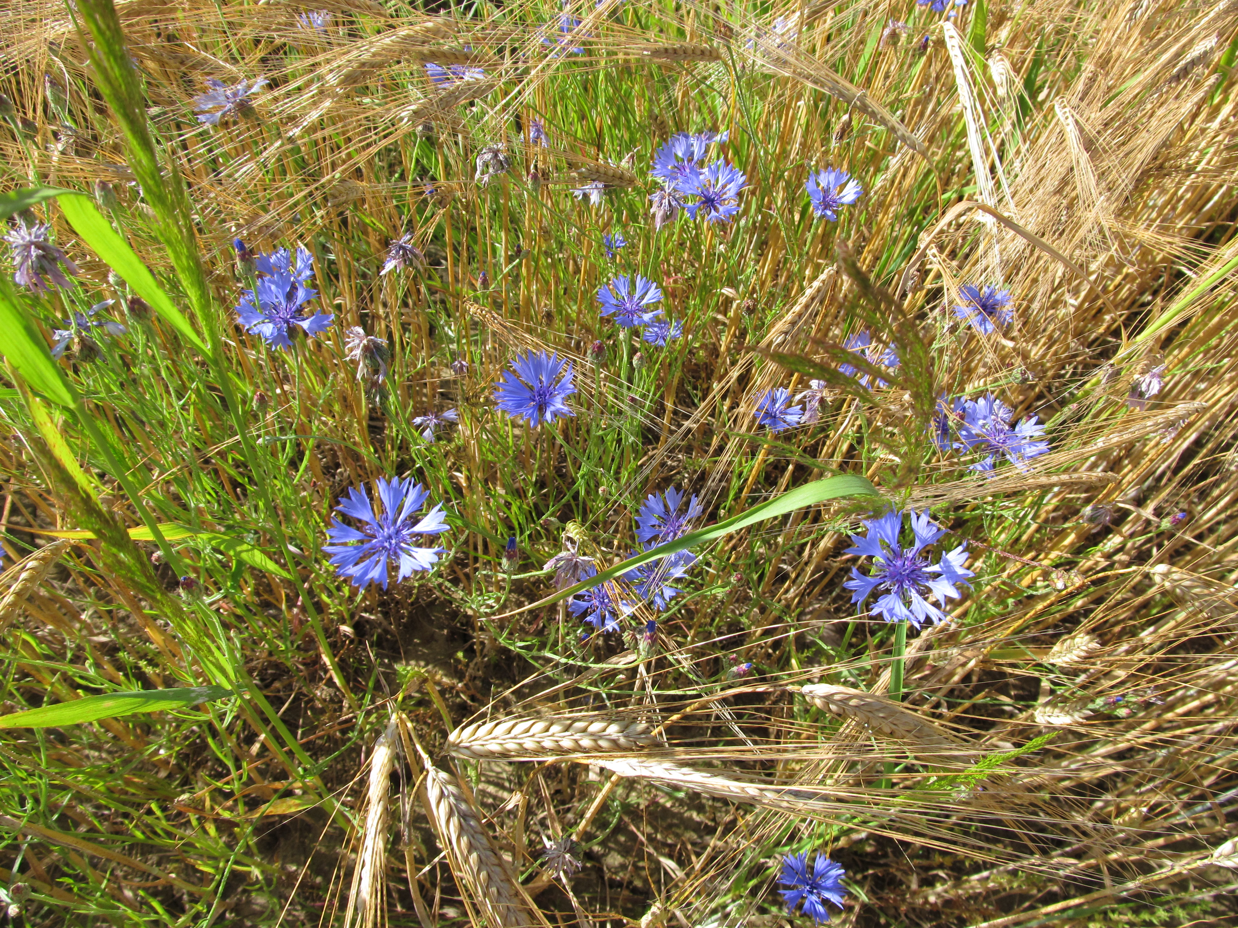 Descarga gratuita de fondo de pantalla para móvil de Paisaje, Flor, Tierra/naturaleza.