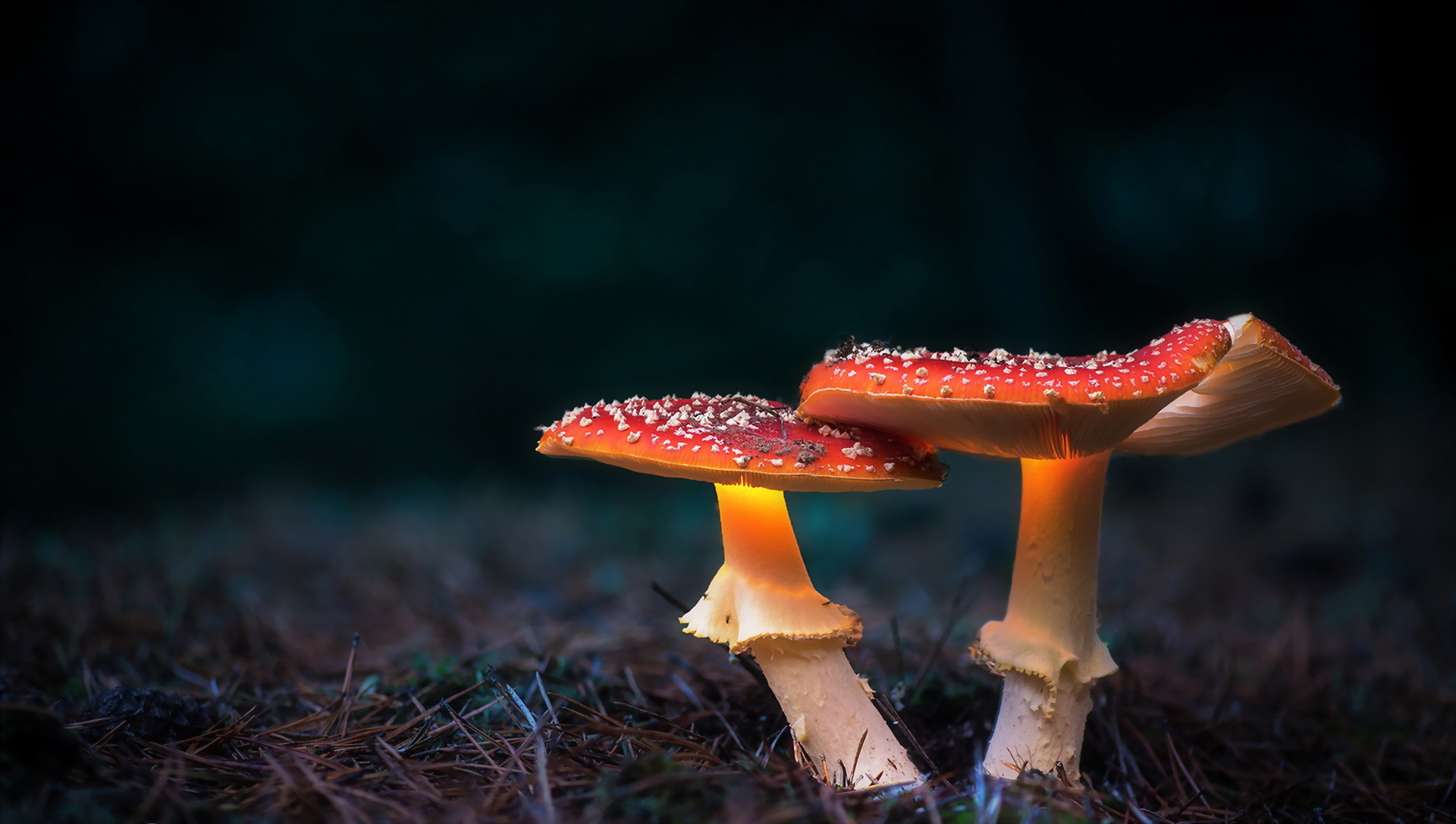 Téléchargez gratuitement l'image Automne, Champignon, La Nature, Terre/nature sur le bureau de votre PC