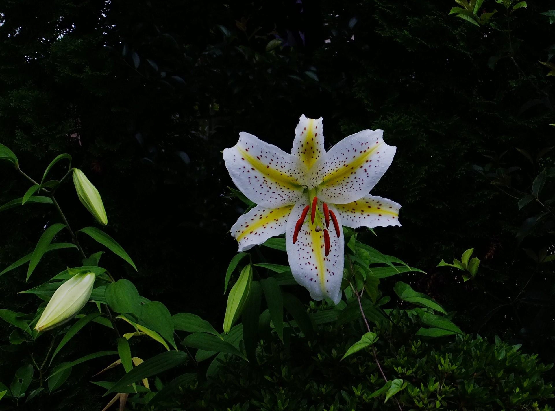 1080p Lily Hd Images